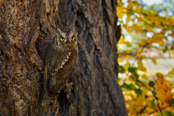 owl