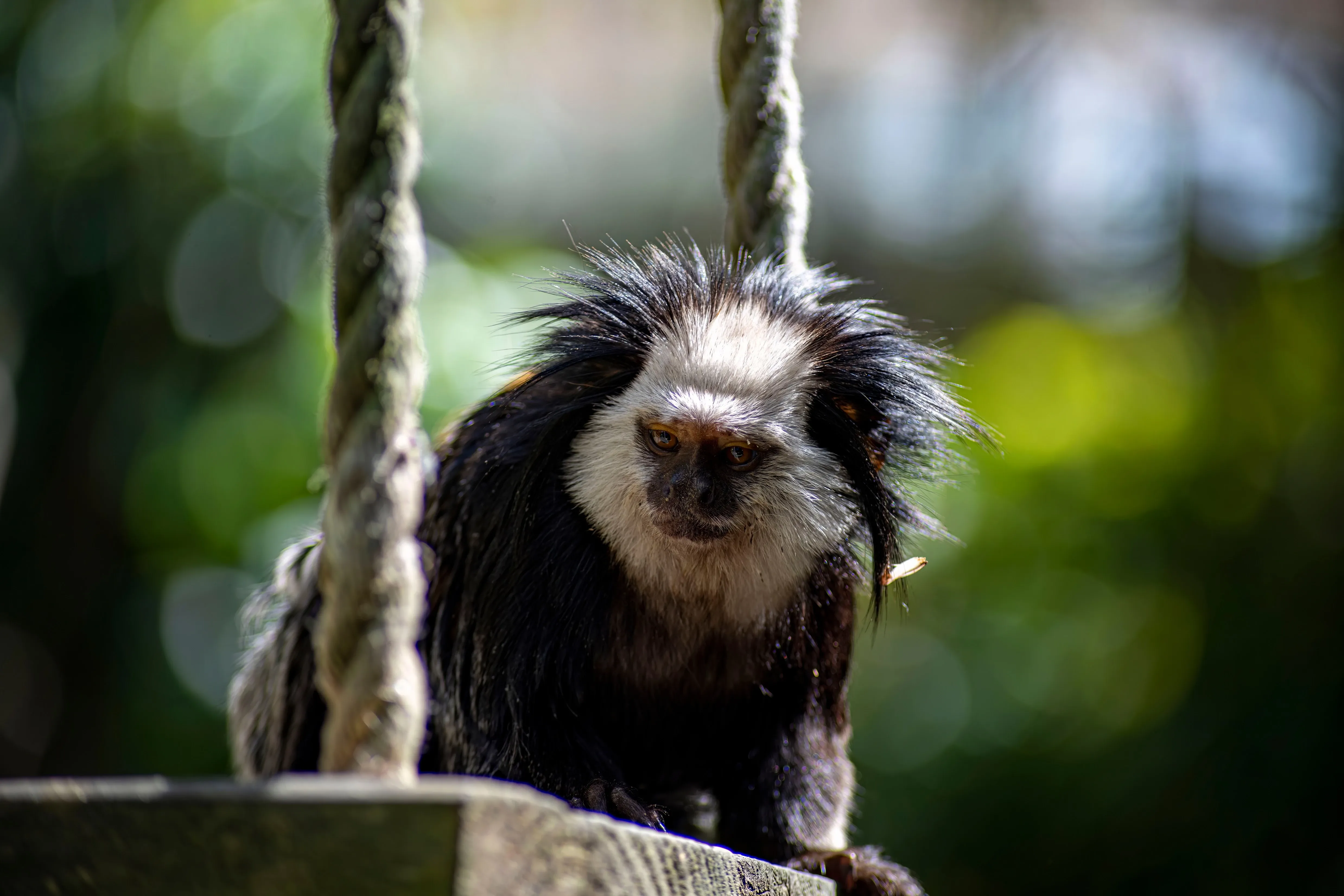 White headed marmoset