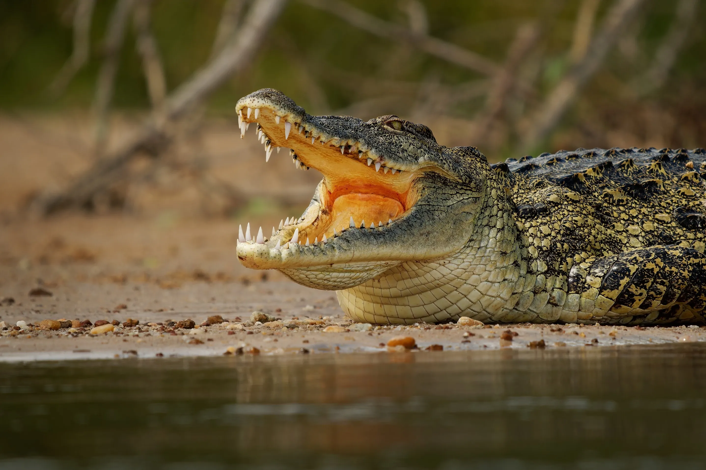 Crocodile