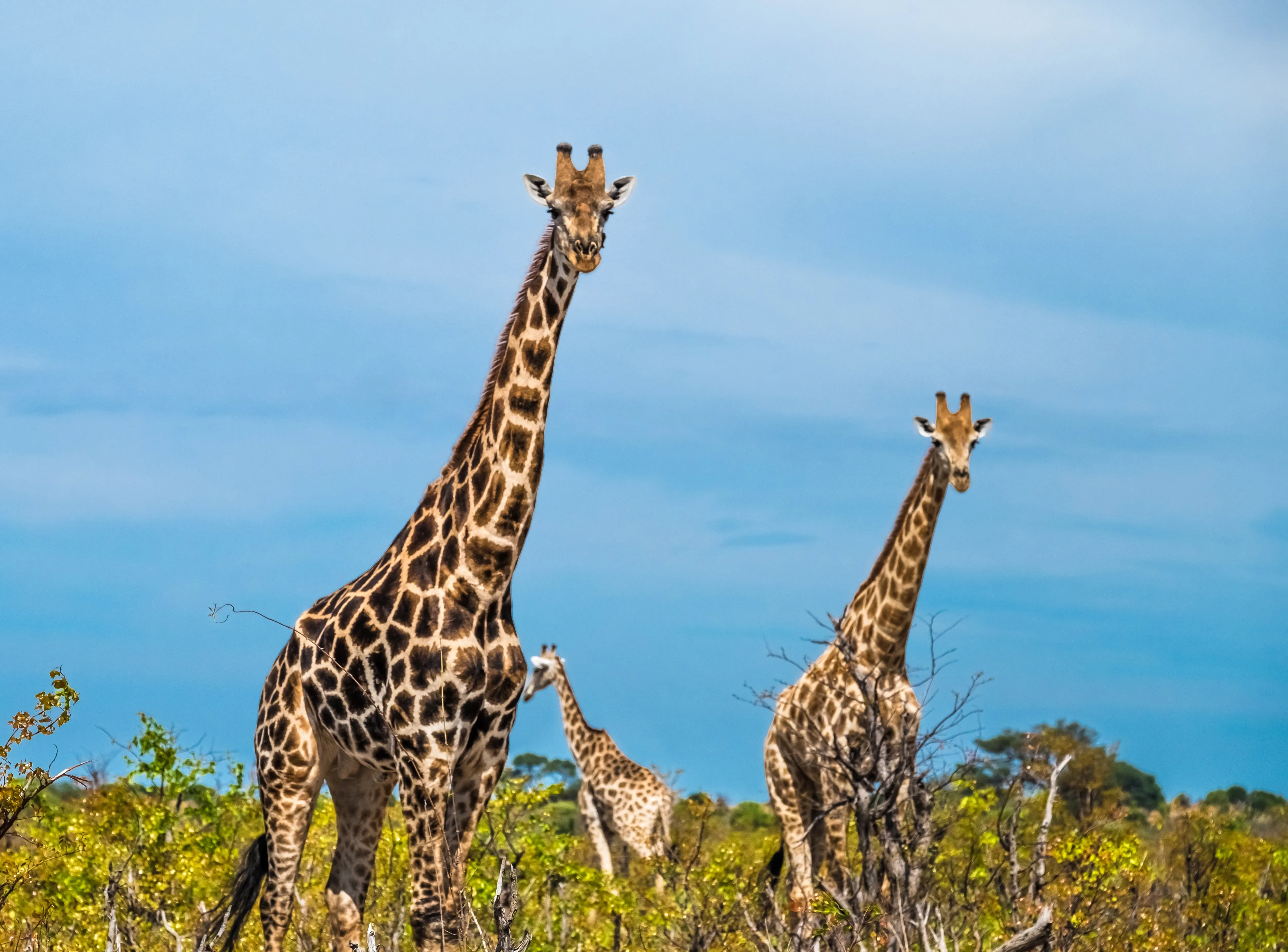 Giraffes in the Okavango Delta