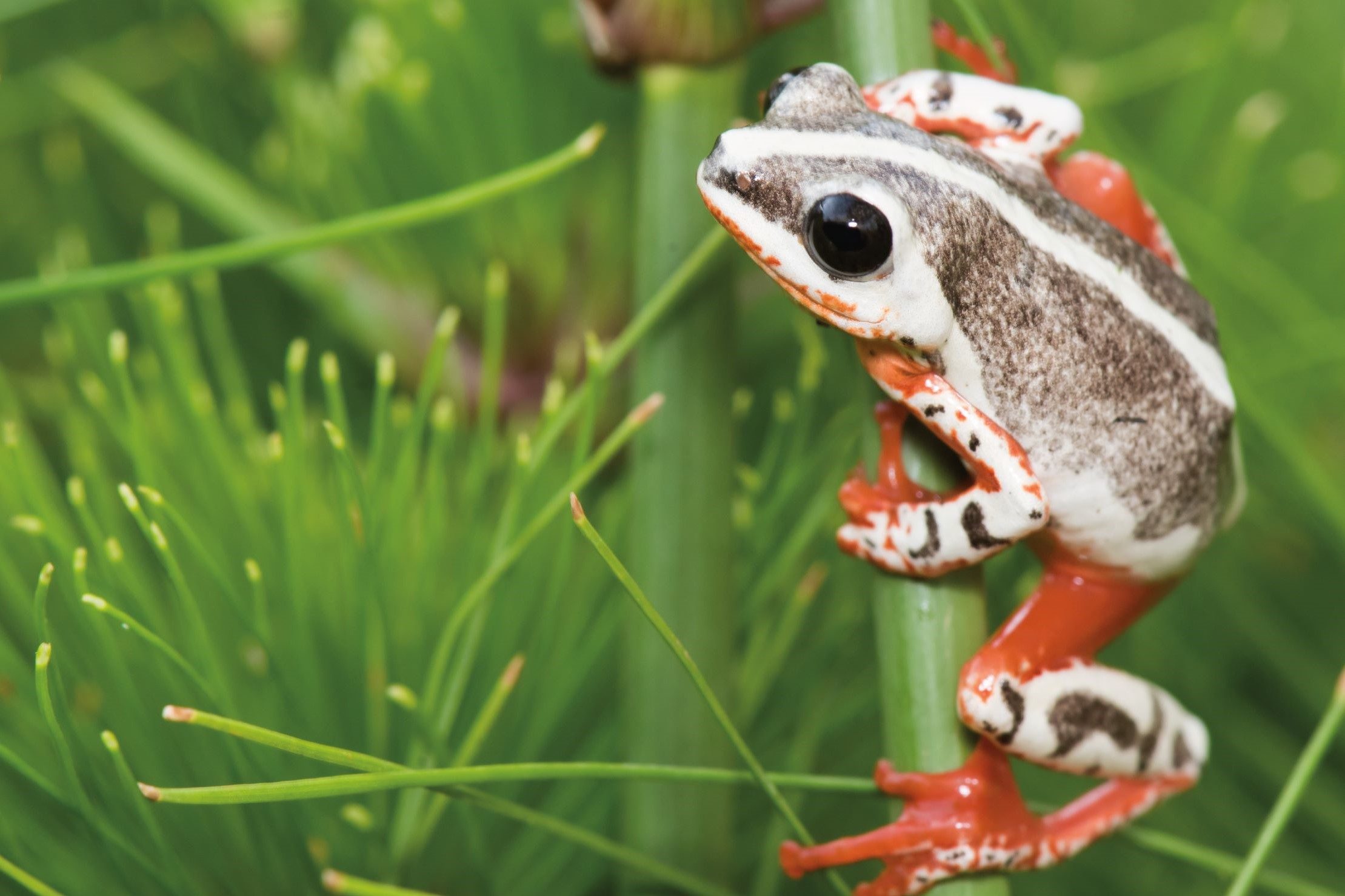 frog