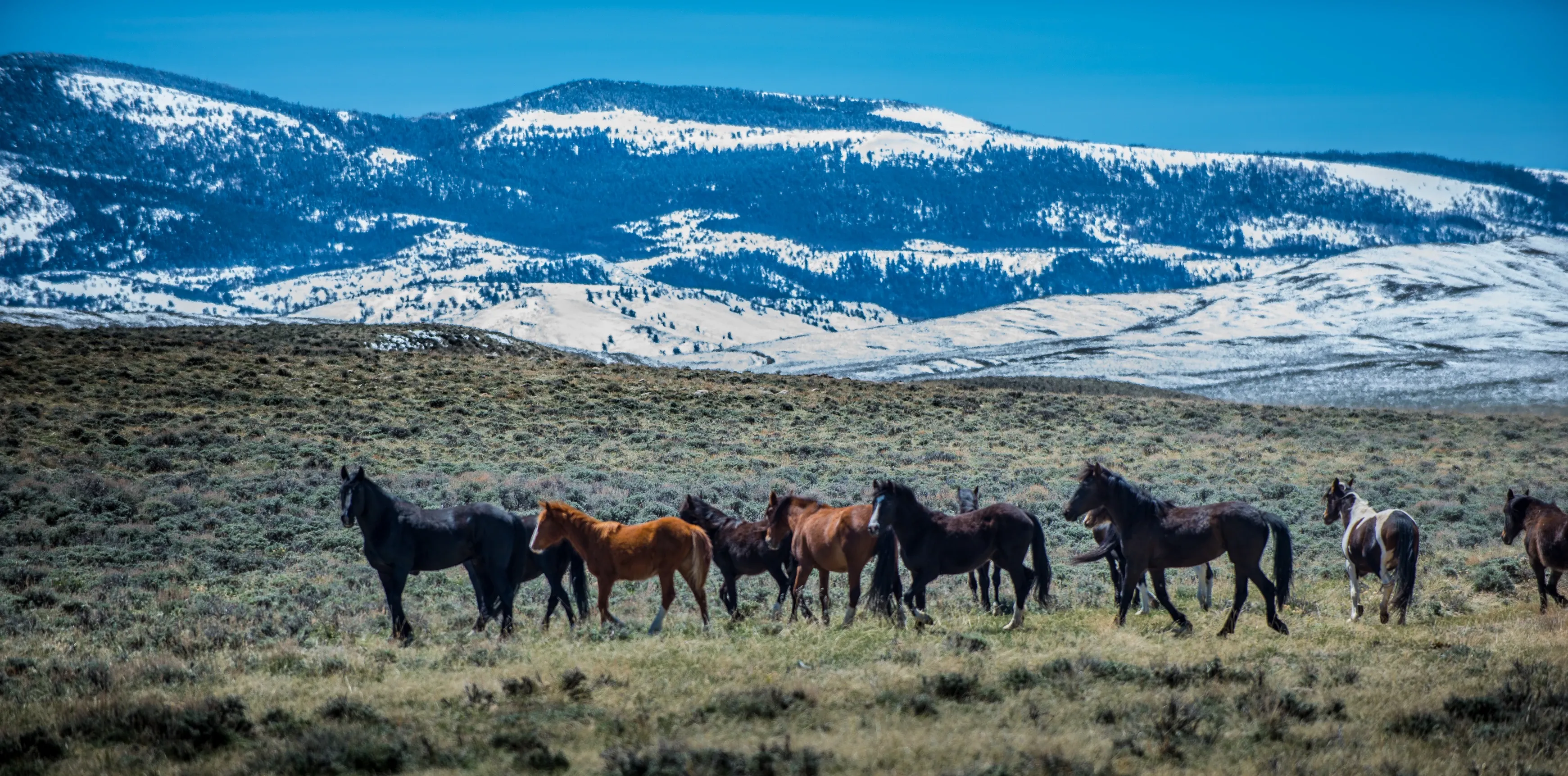 Mustang herd in field