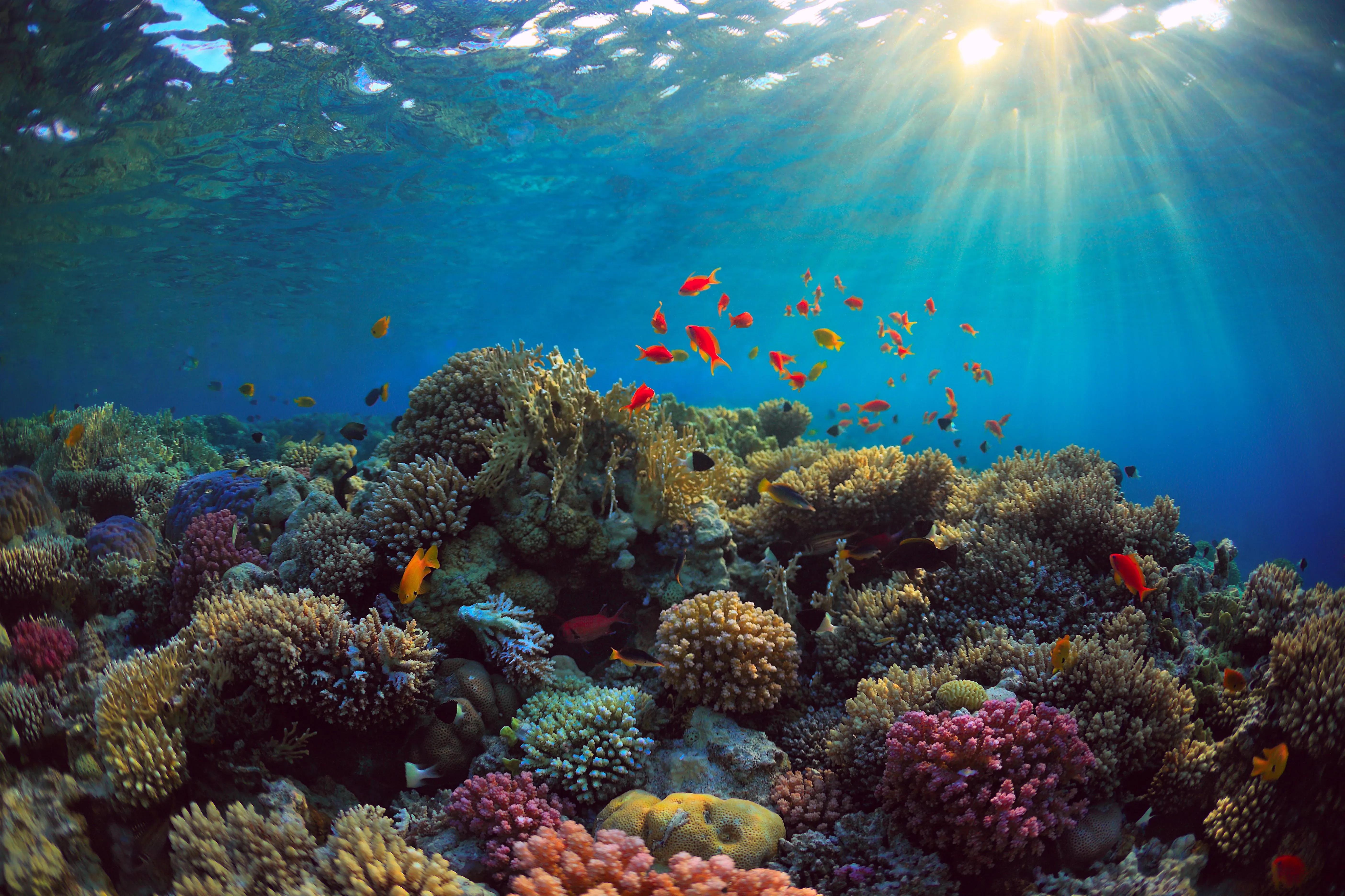 Colourful coral reef with many corals and different fish