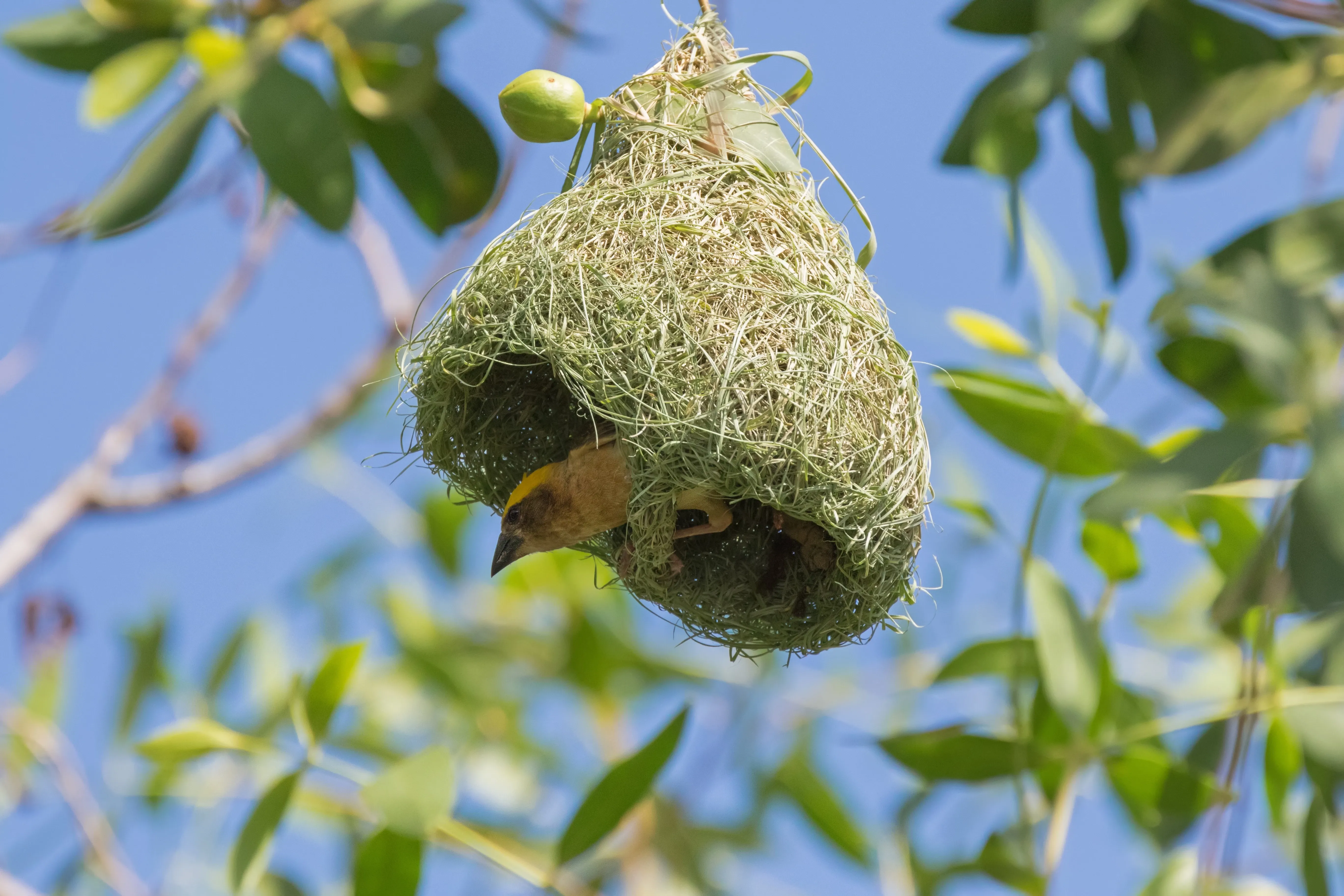 Weaver bird