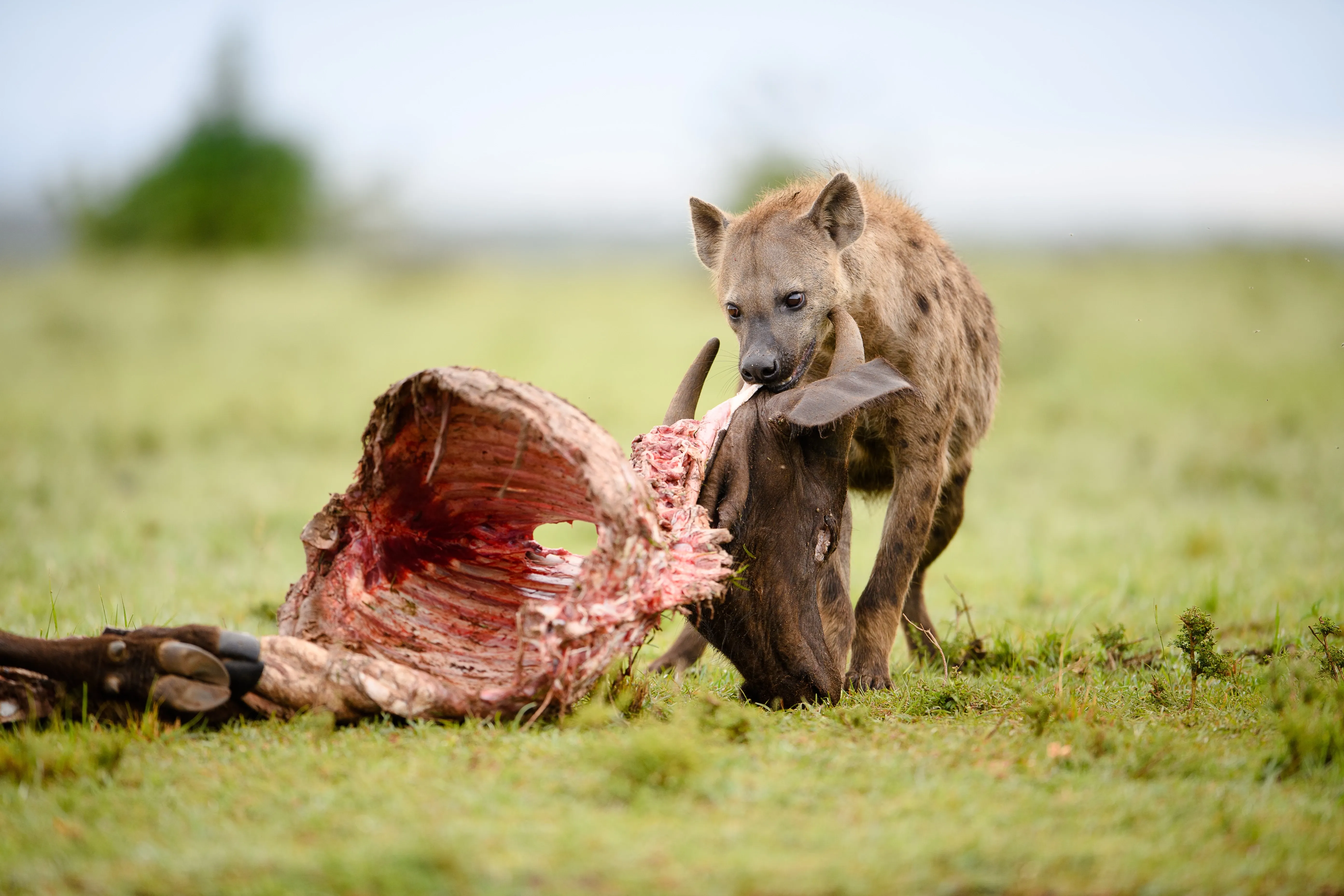 hyena dragging carcass