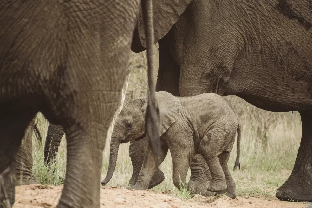 One baby elephant inbetween other elephant legs.