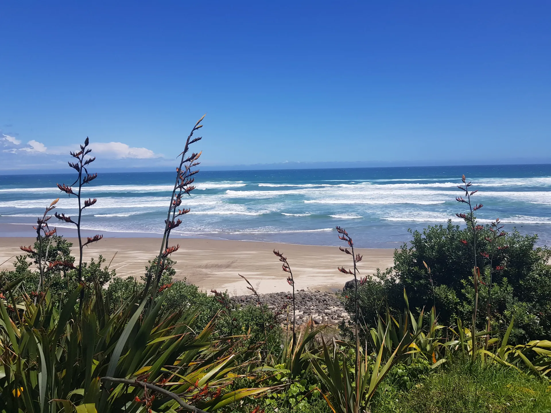 Freiwilligendienst Naturschutz Kauri Küste, Neuseeland