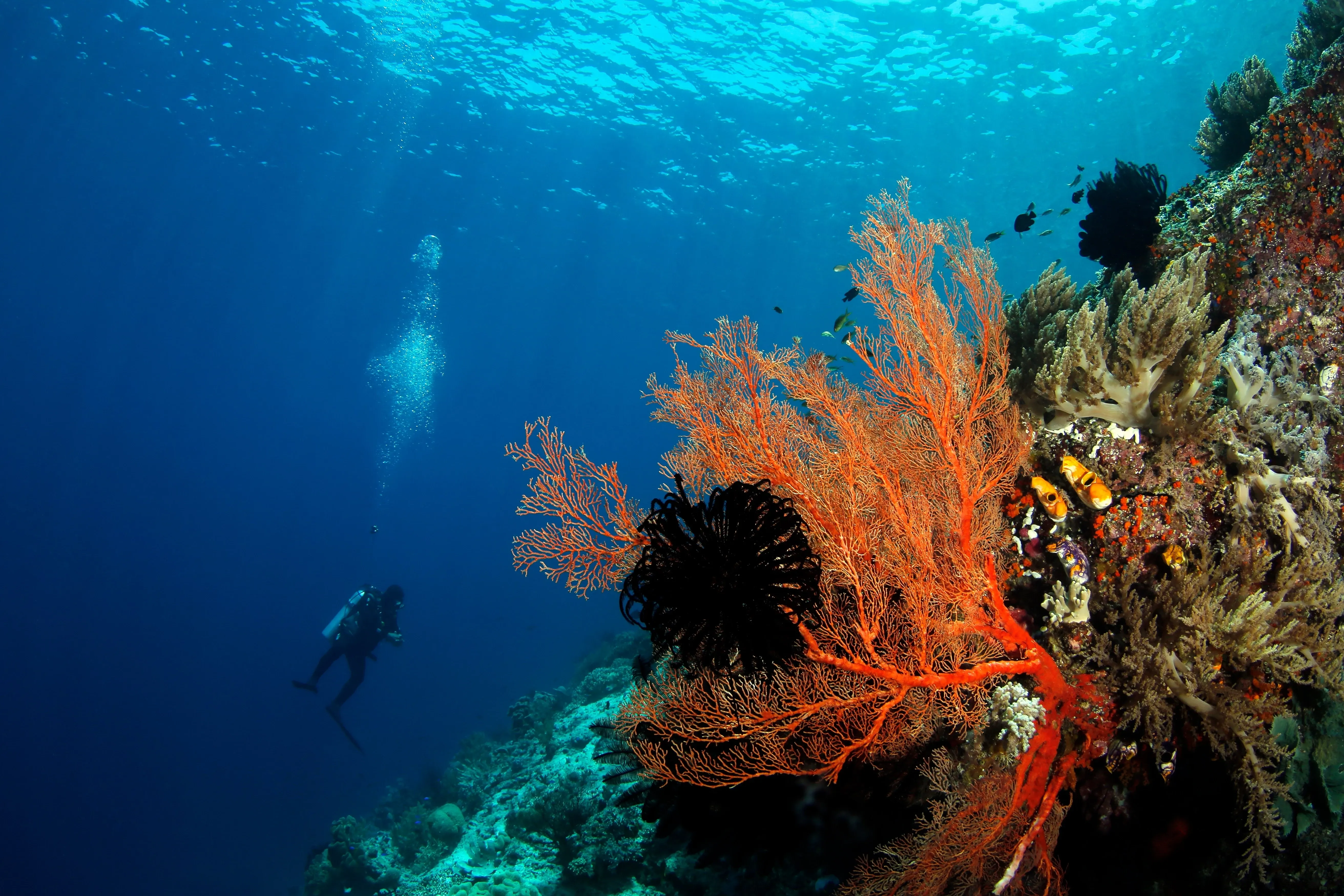 Taucher von raja ampat
