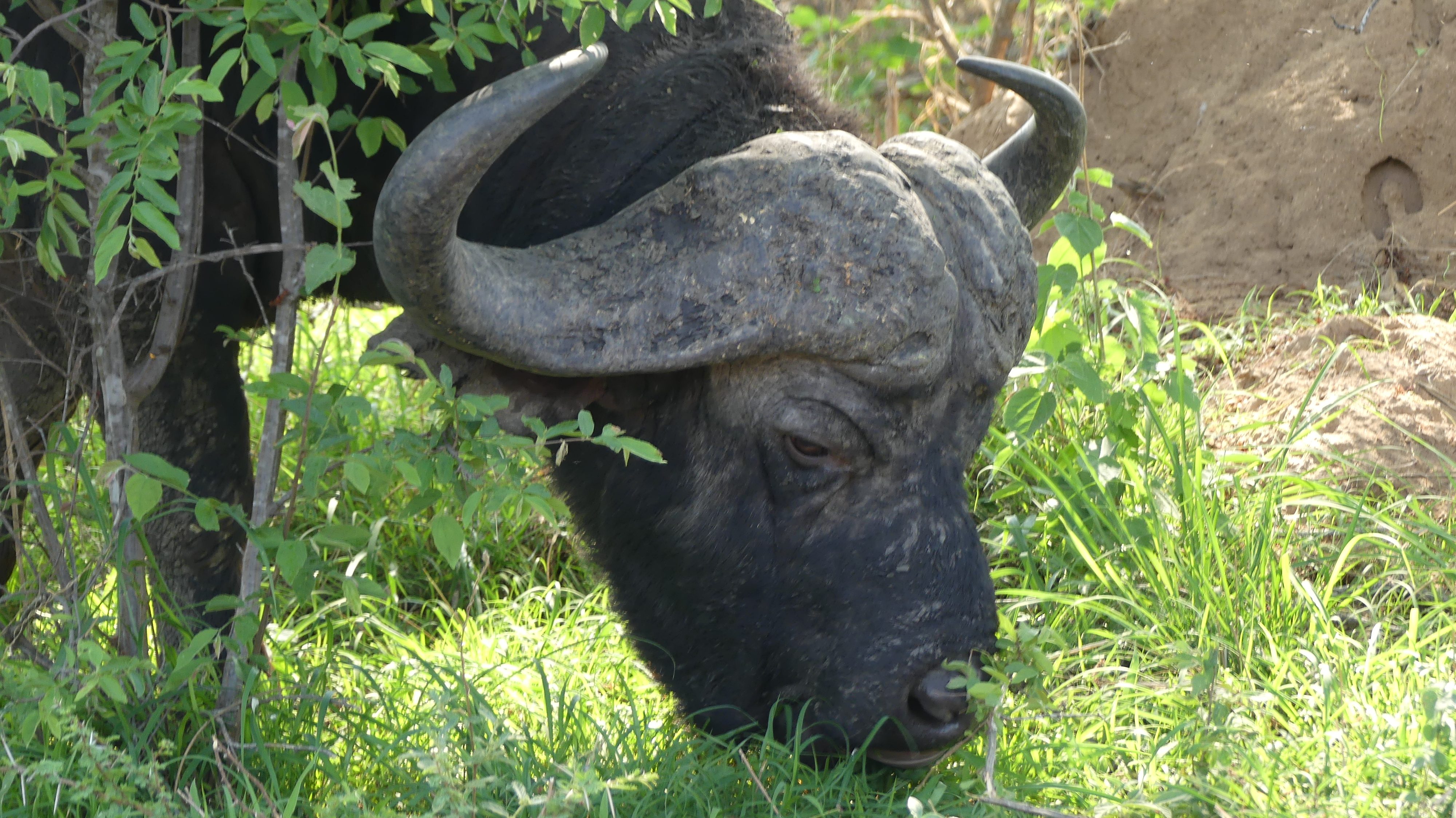 Büffel
