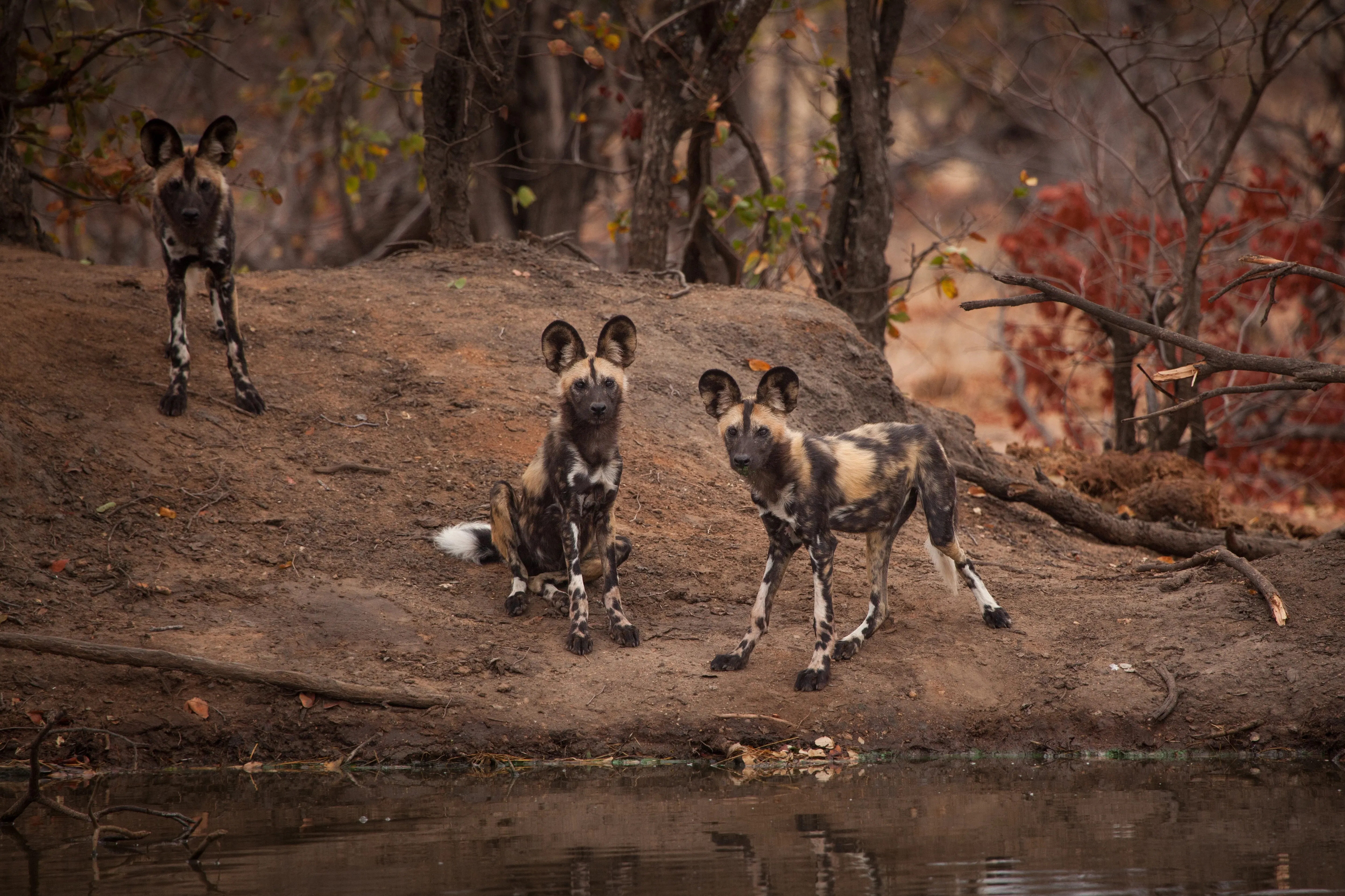 concerned wild dogs