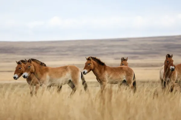 Five wild horses in Mongolia with brown fur in the steppe