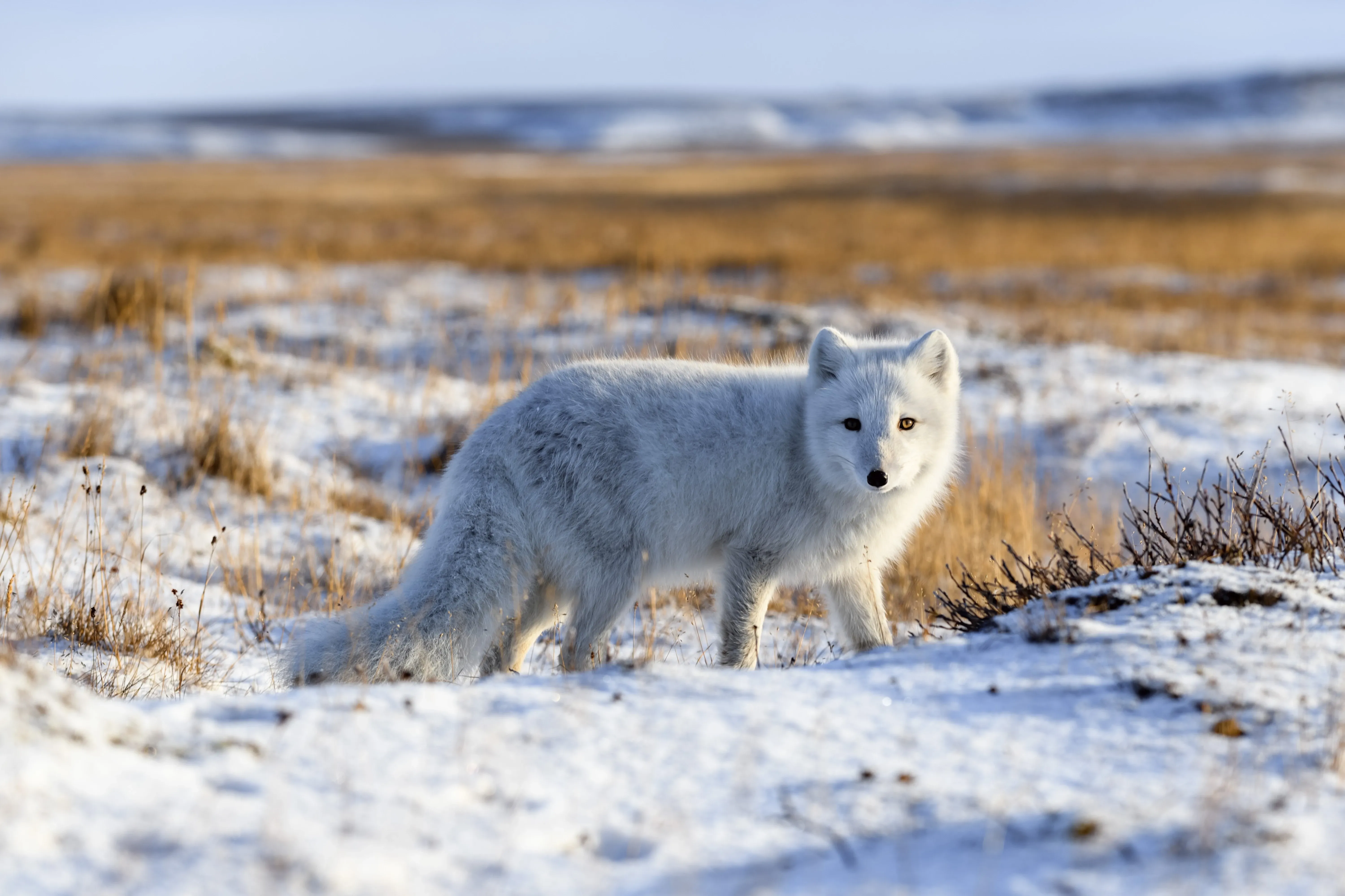 Arctic fox