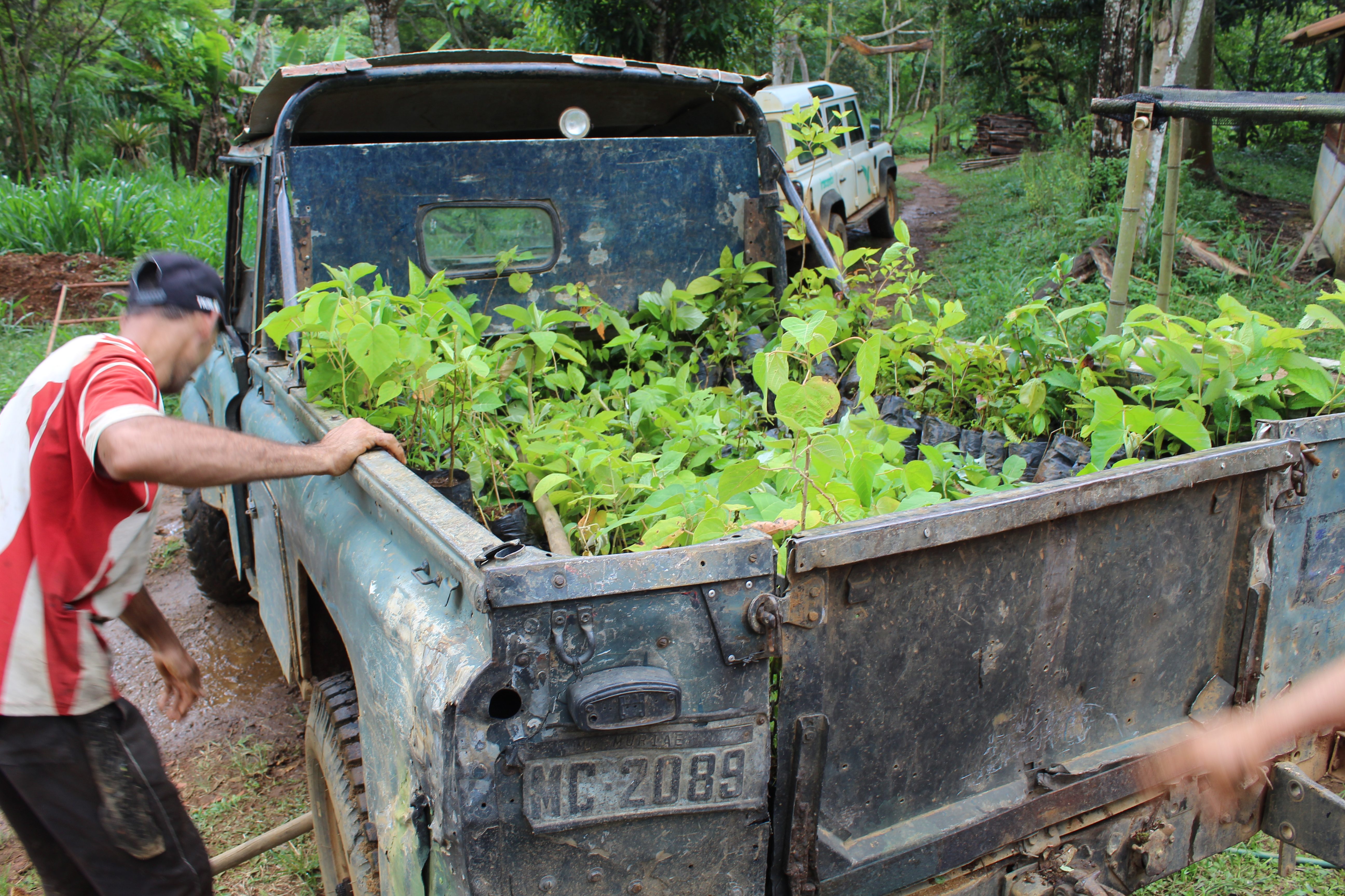 Mit Jungpflanzen beladener Lastwagen