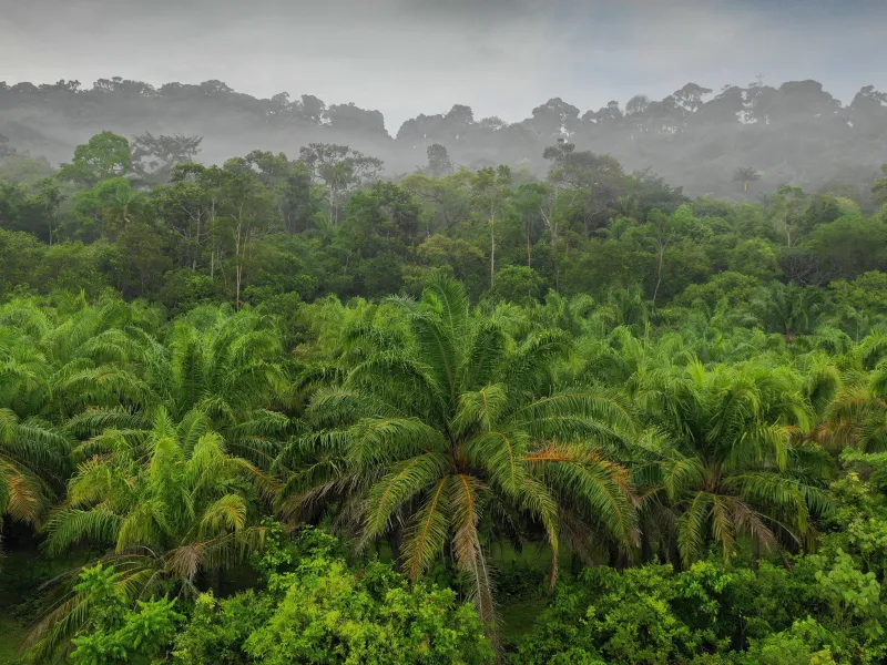 Aerial view of rainforest