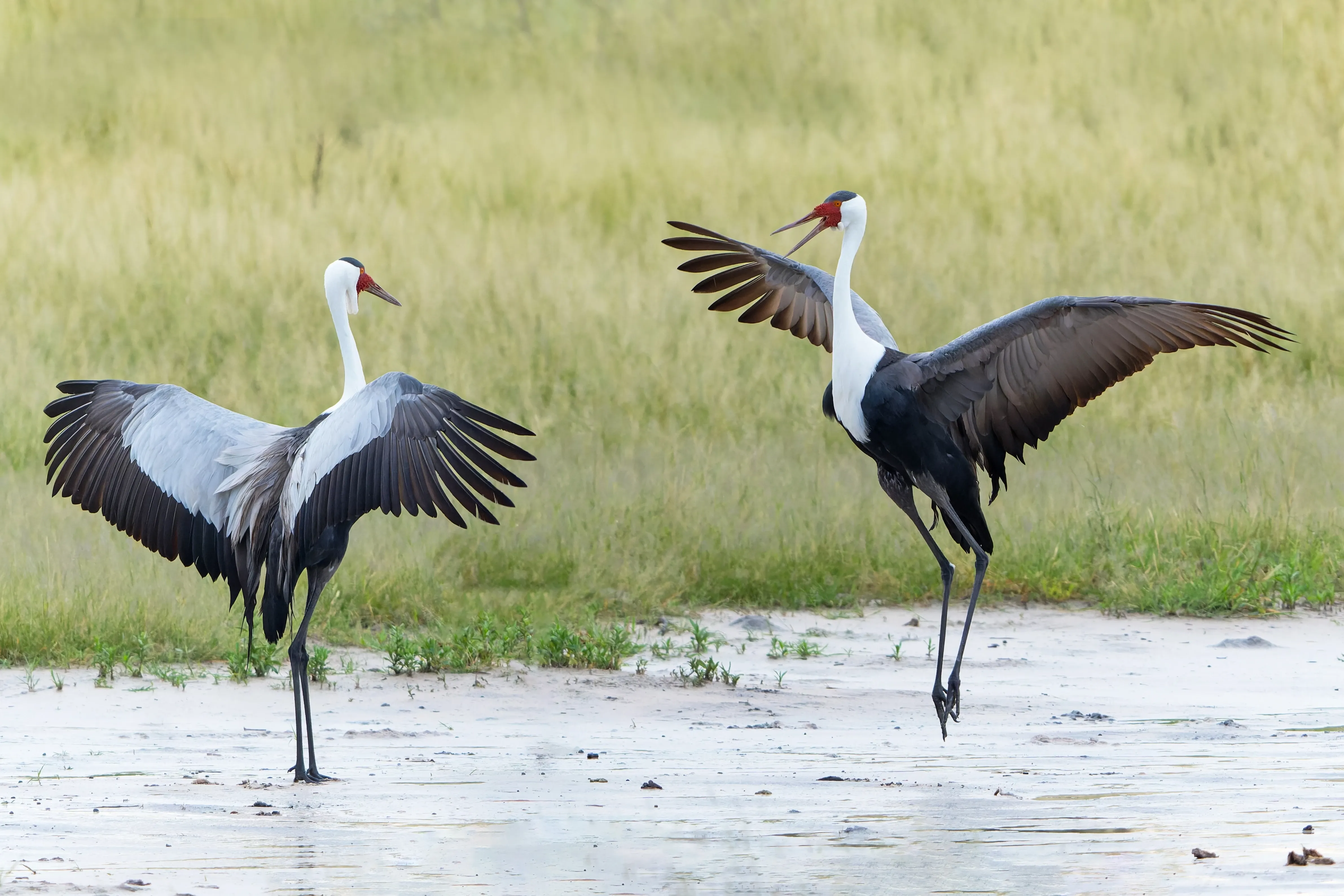 Wattled cranes