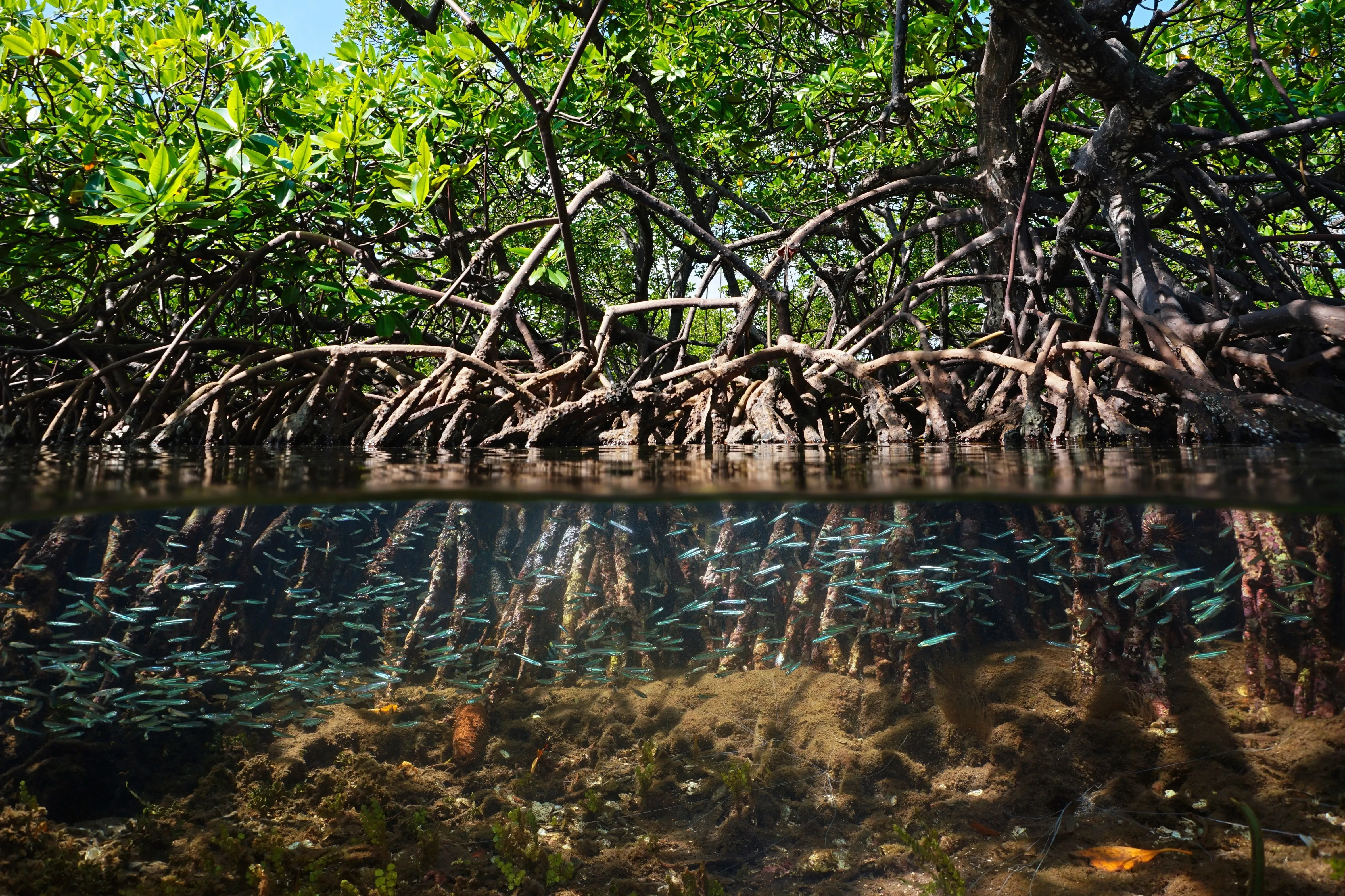 Mangrove aus der Nähe