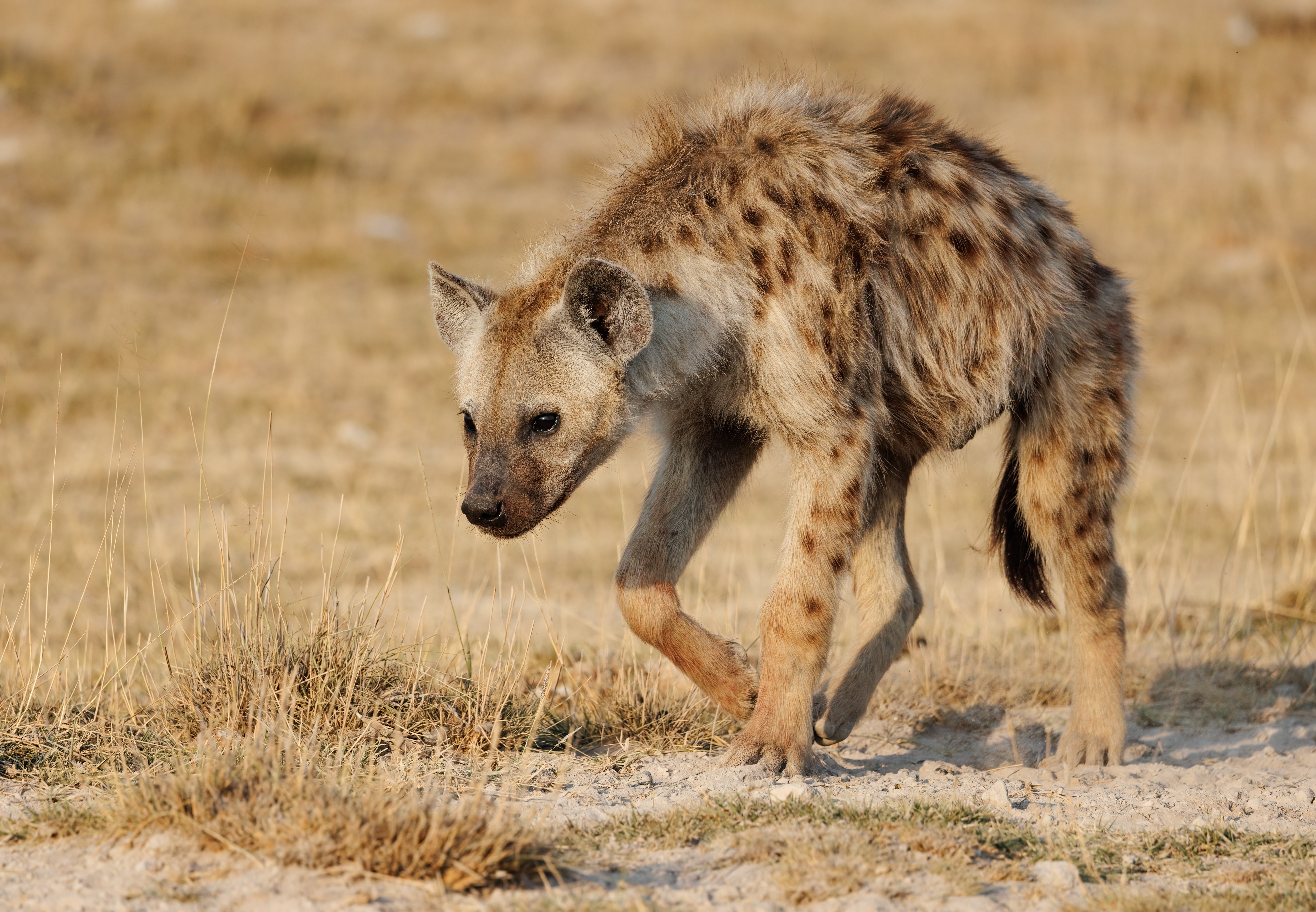 spotted hyena walking