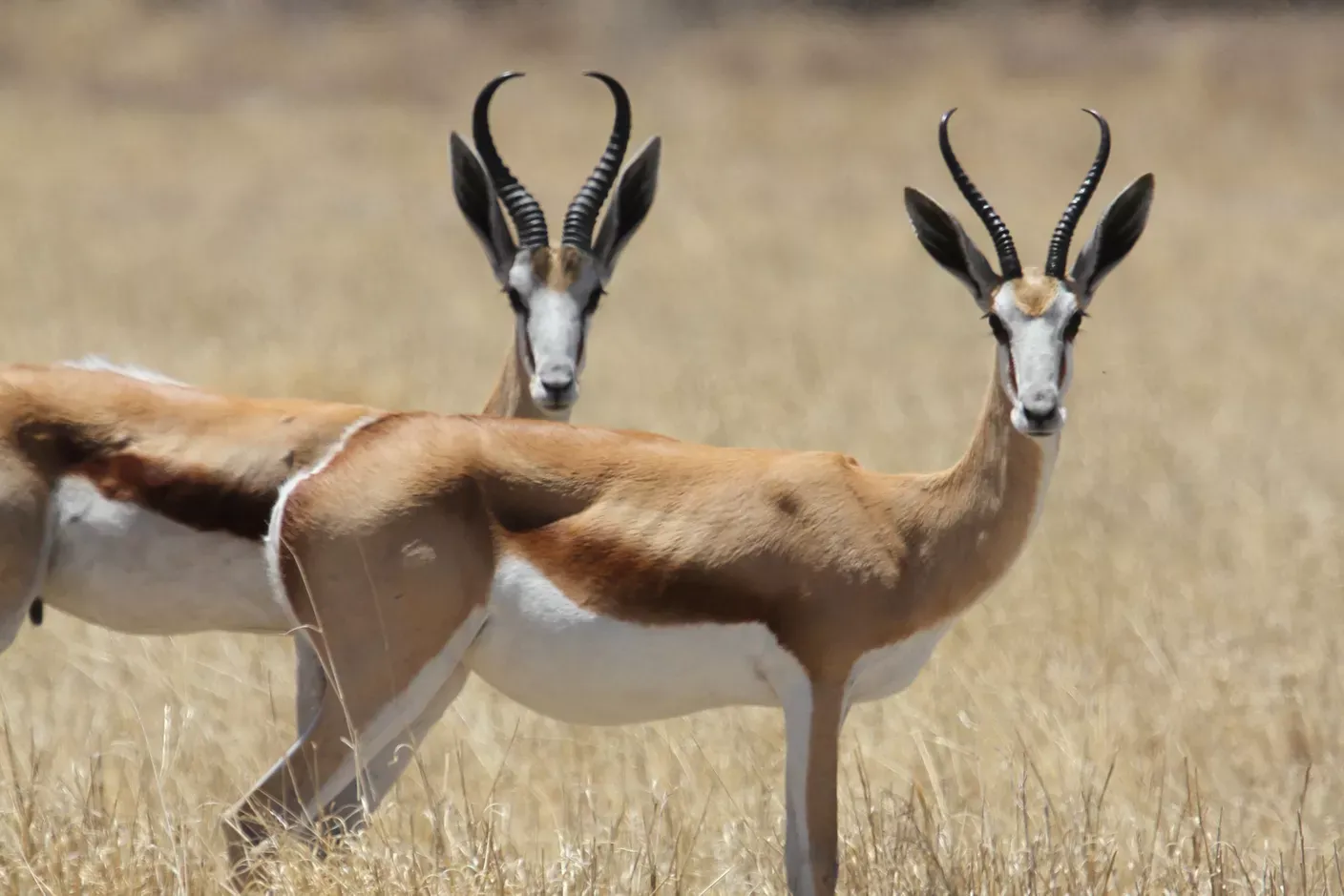Kalahari Primitive Trail, Südafrika