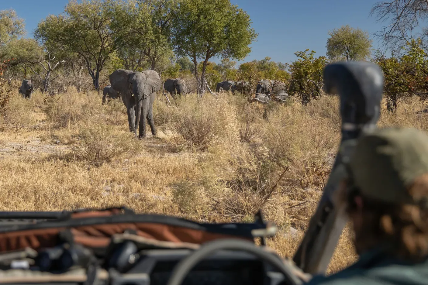 Wildlife sightinghs Elephant