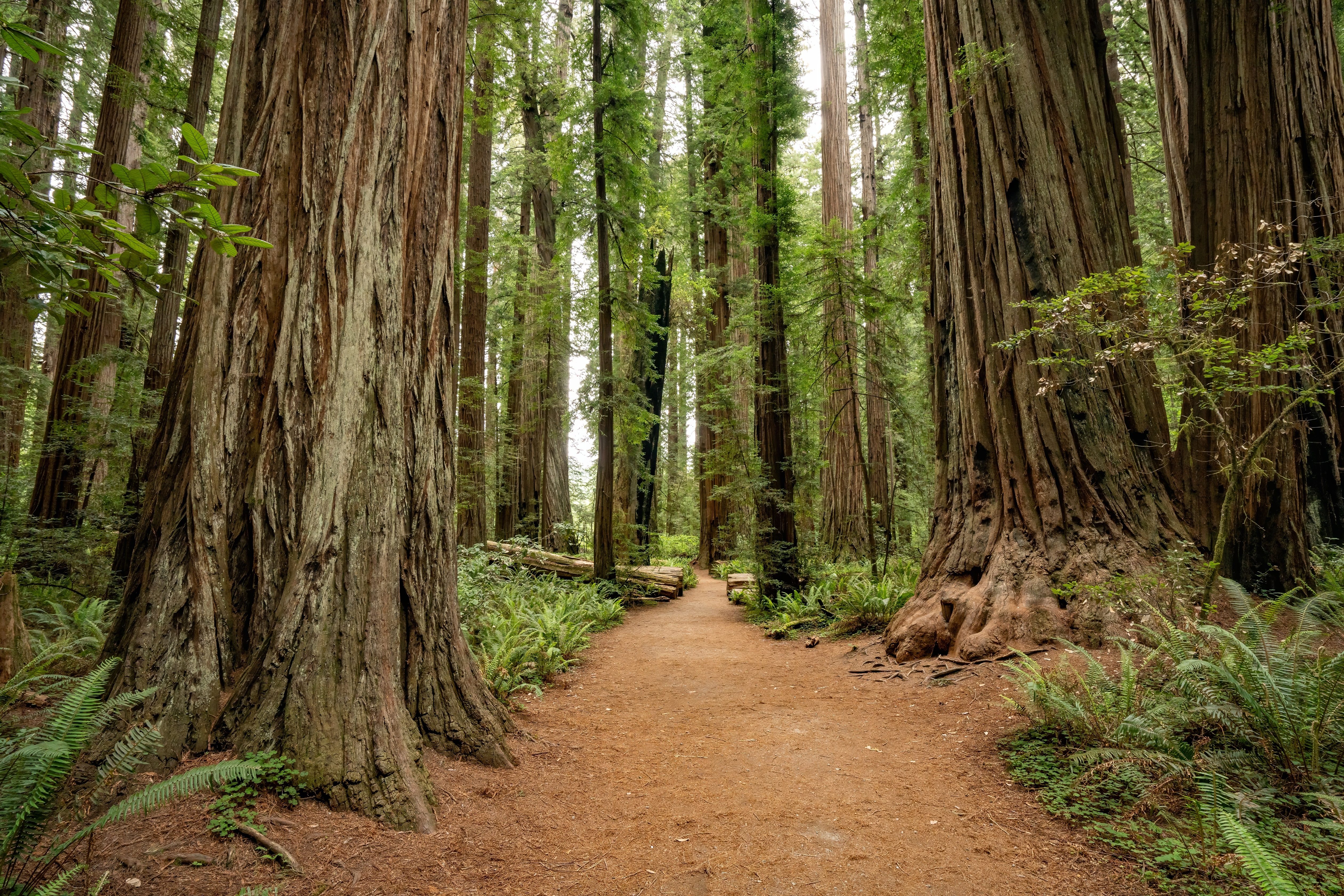 How to overcome Nature Deficit Disorder?