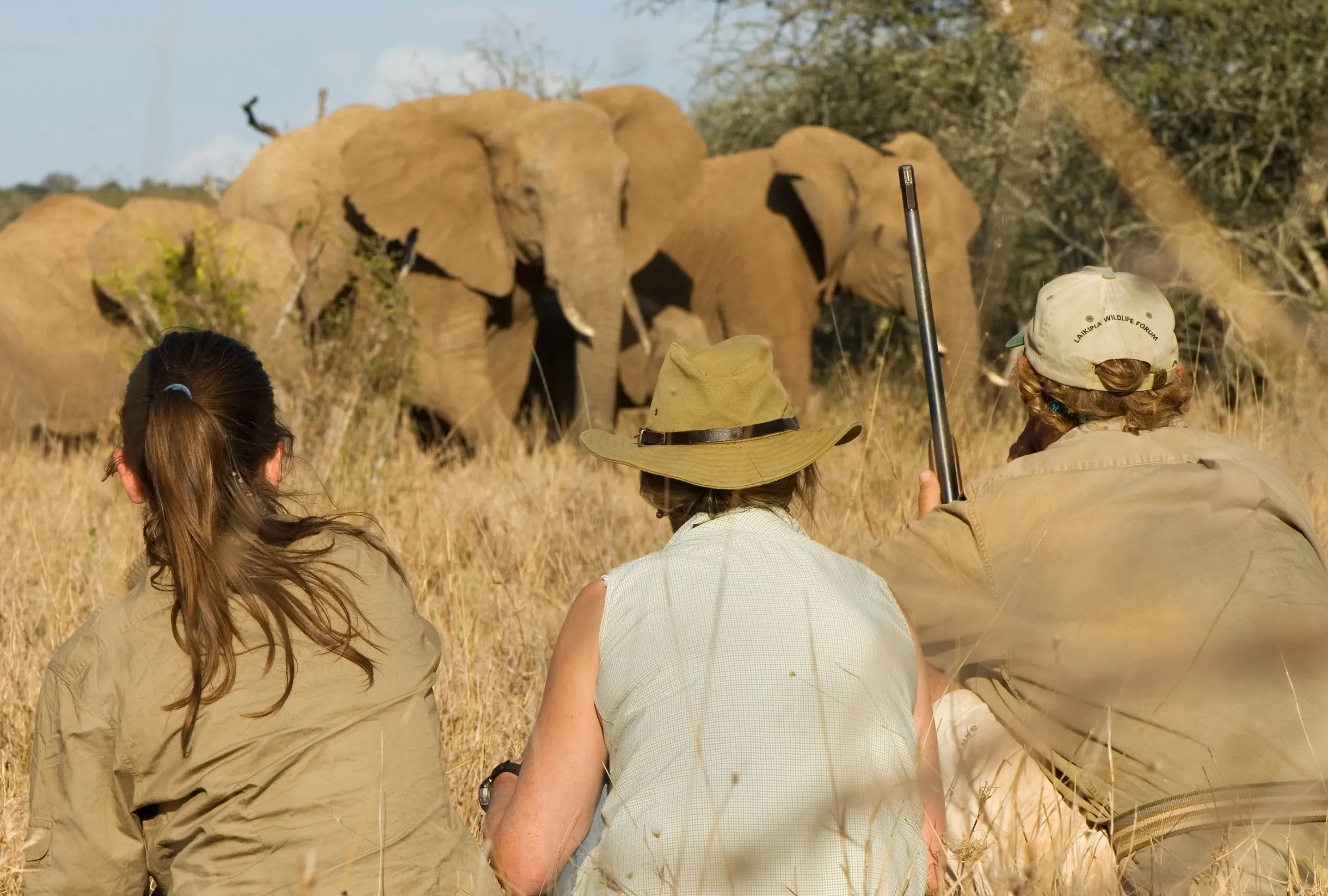 elephant sighting