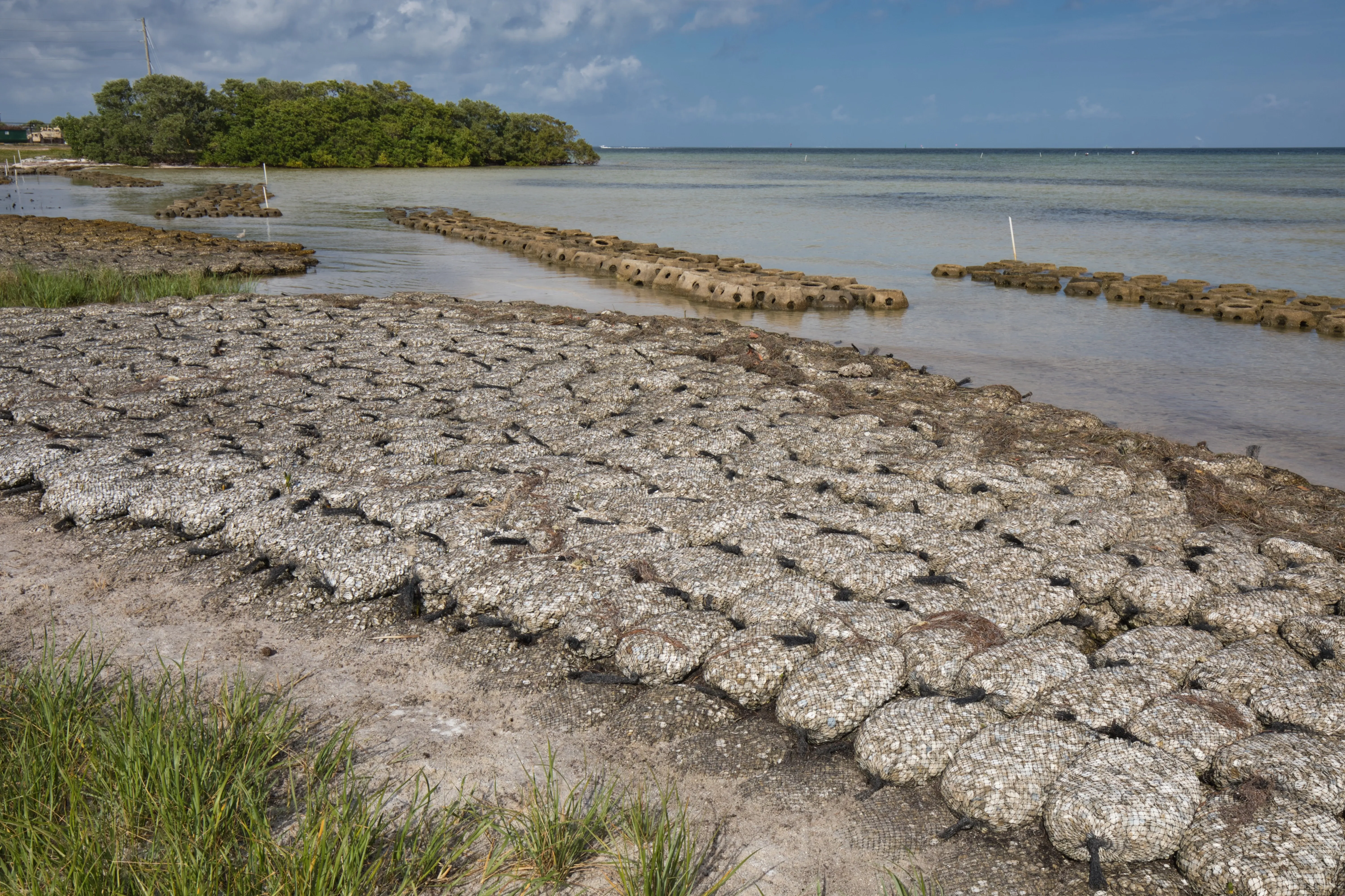 fossilized shell ecosystem