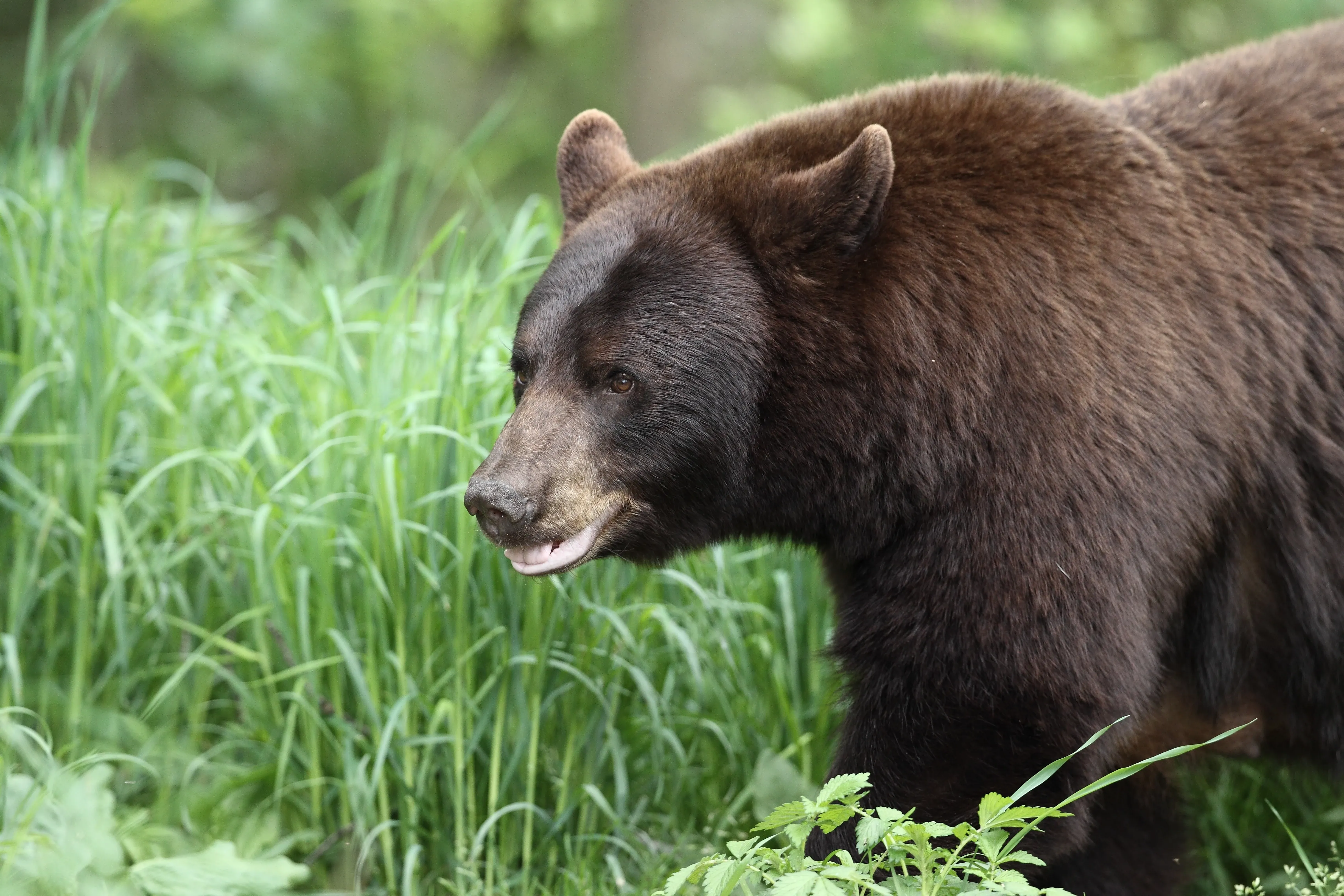 American black bear