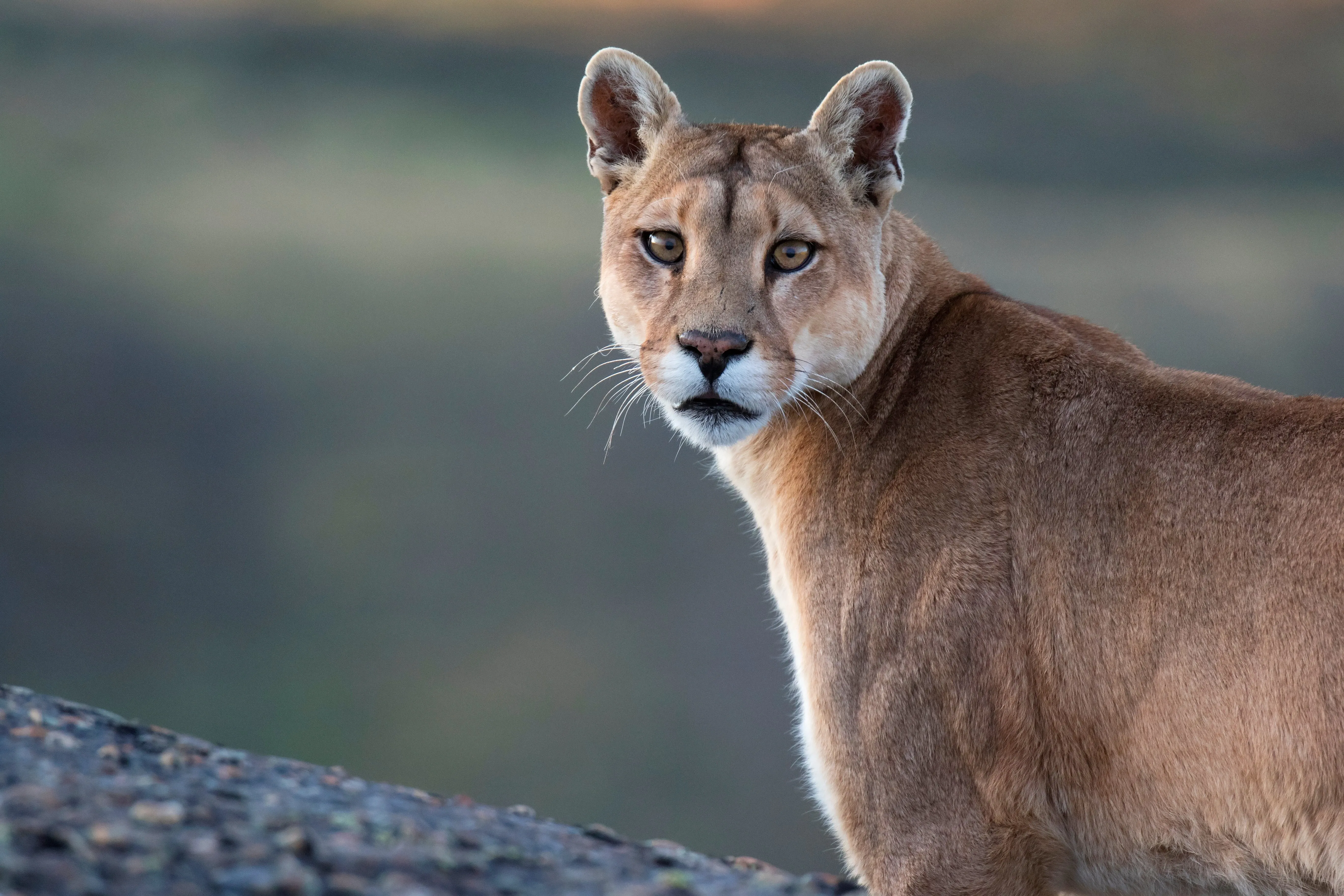 Puma headshot