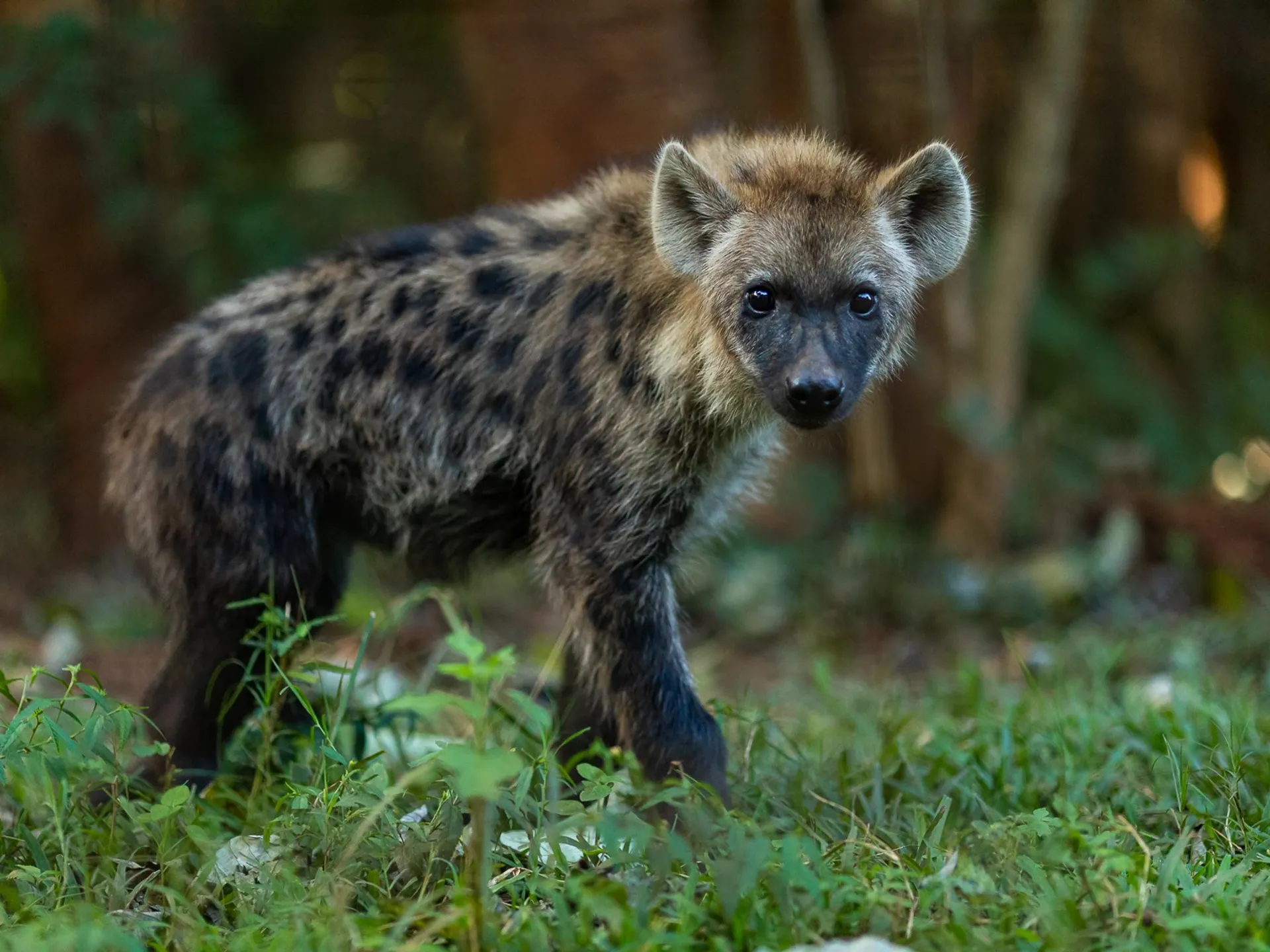 Baby hyena standing in the grass