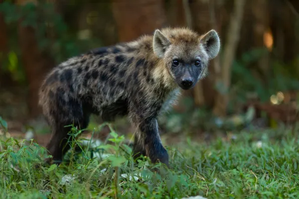 Hyänenbaby im Gras stehend