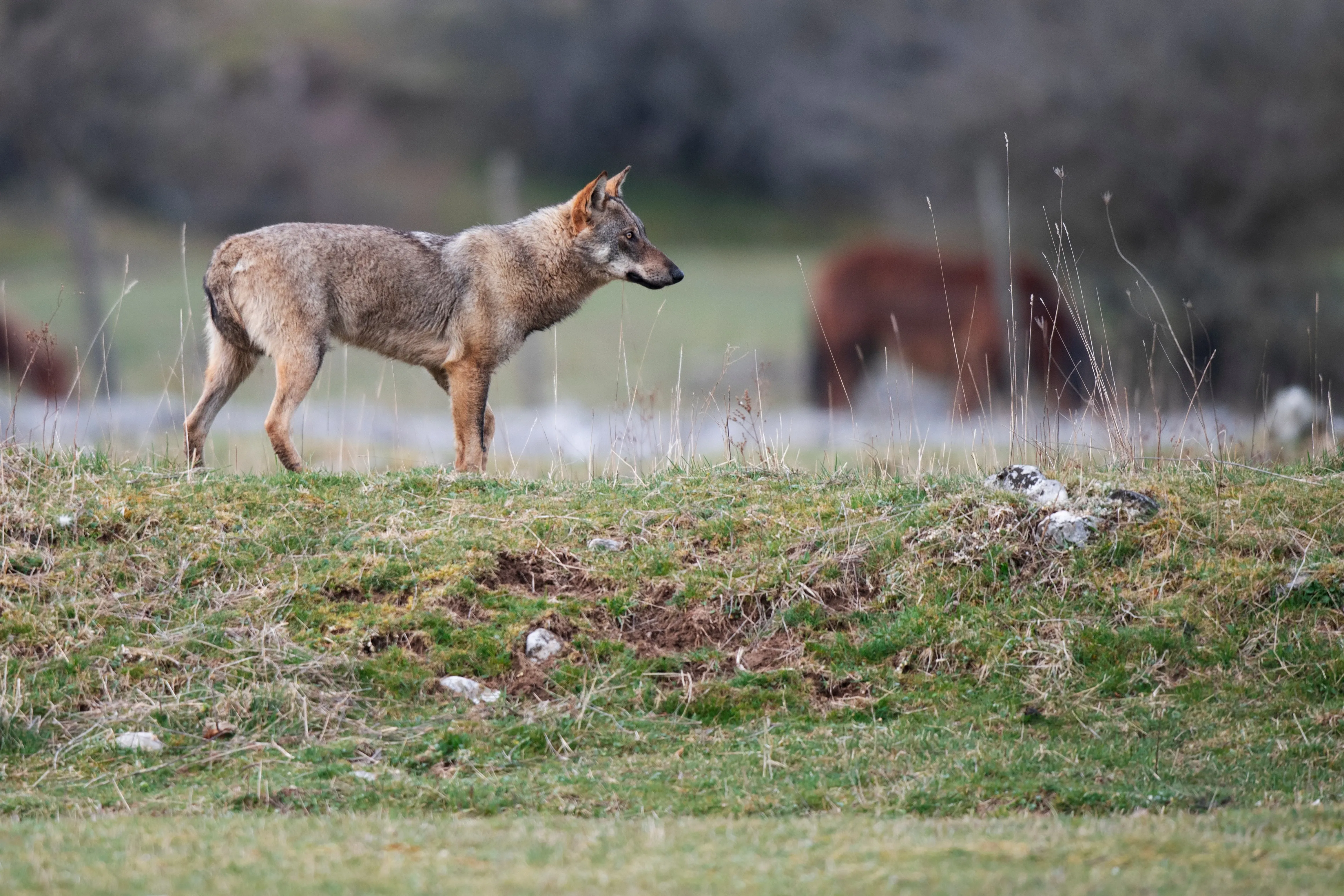 Apenninwolf auf einem Feld, Italien