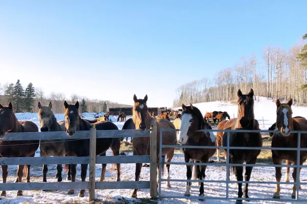Volunteering Horse Protection Alberta, Canada