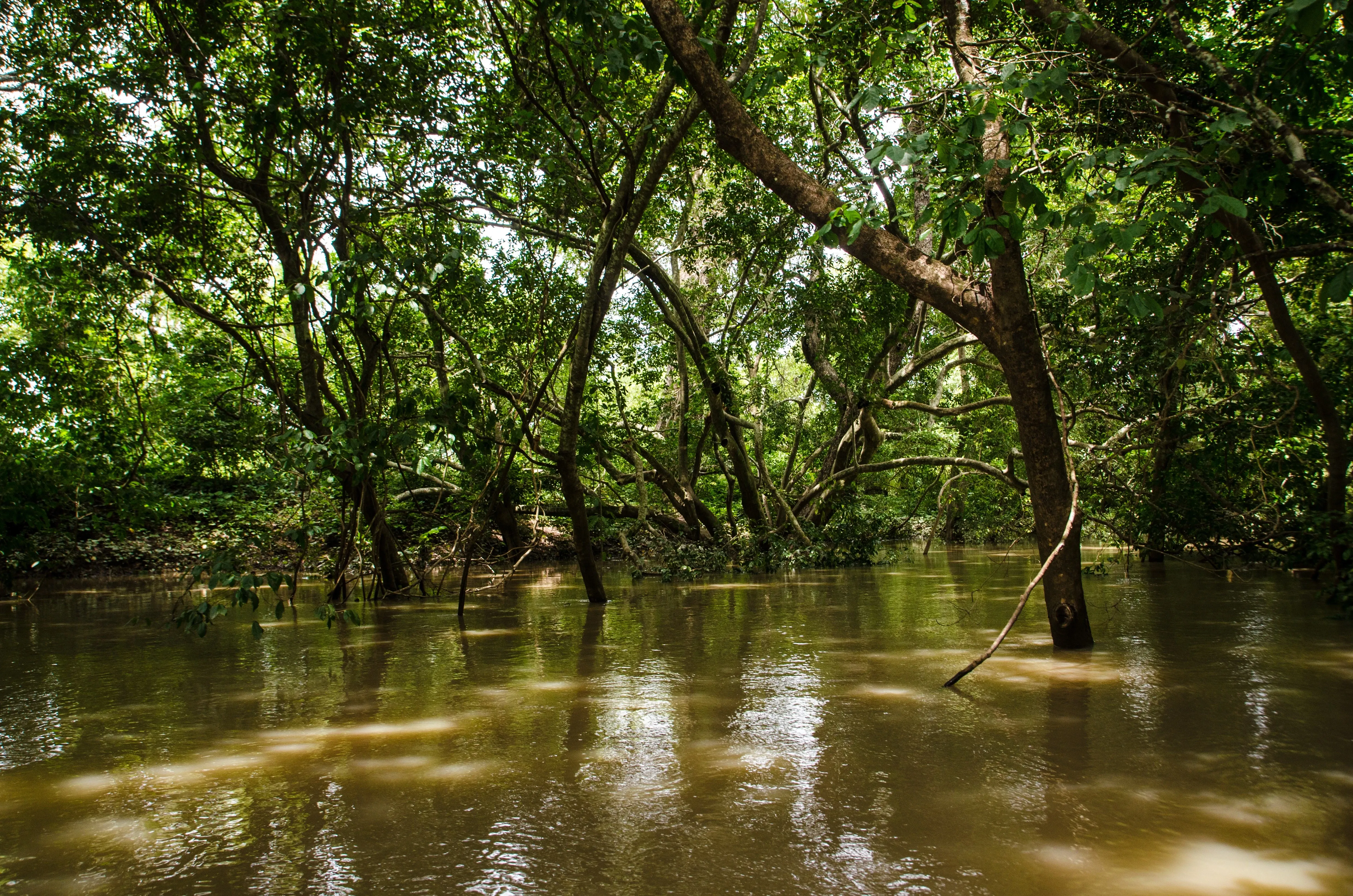 canoe perspective mole national park
