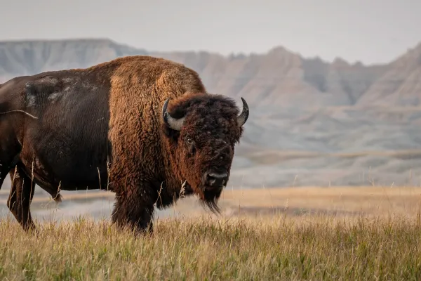 Bison stands in front of mountain range