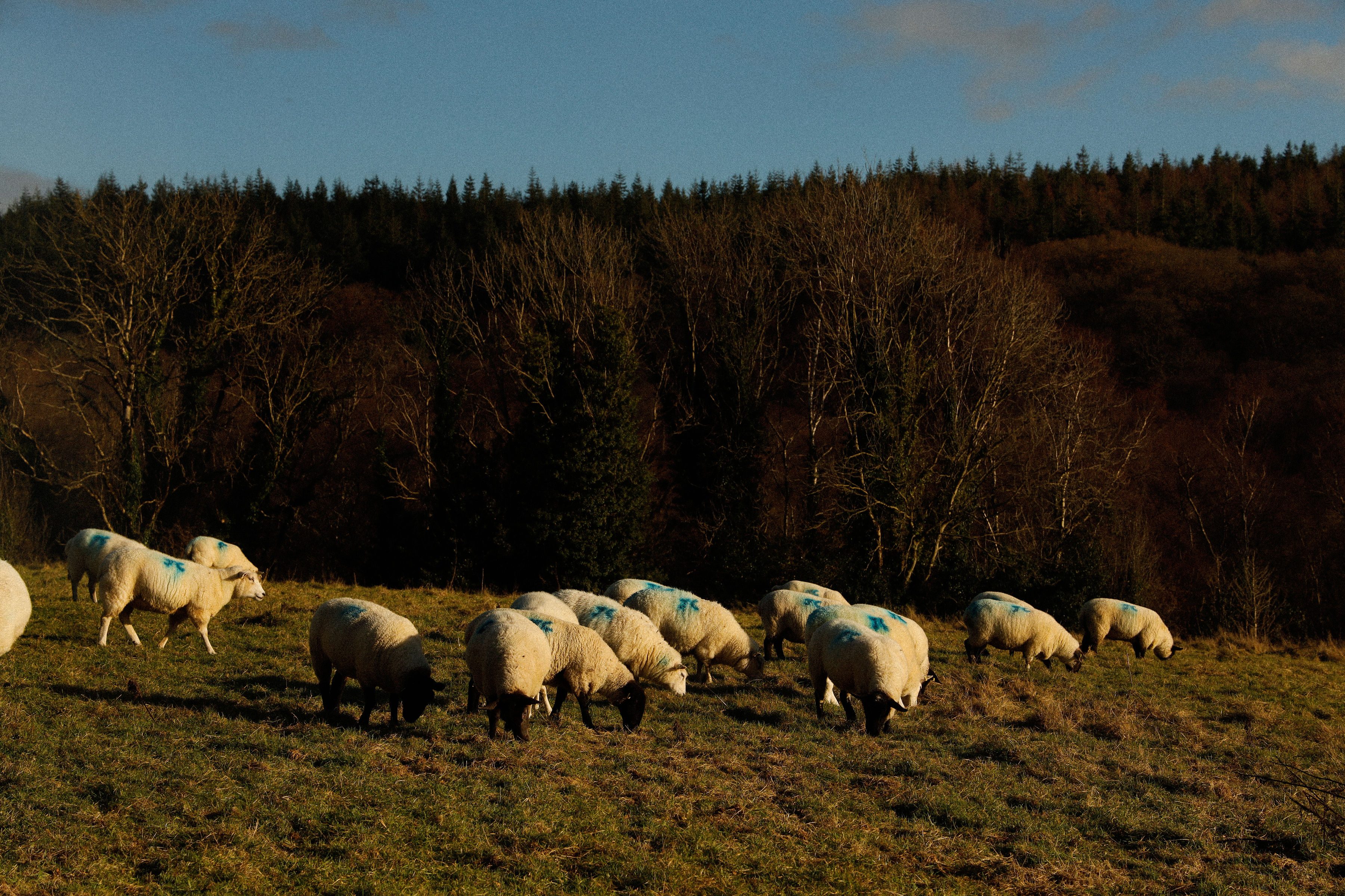 samsu cabins livestock