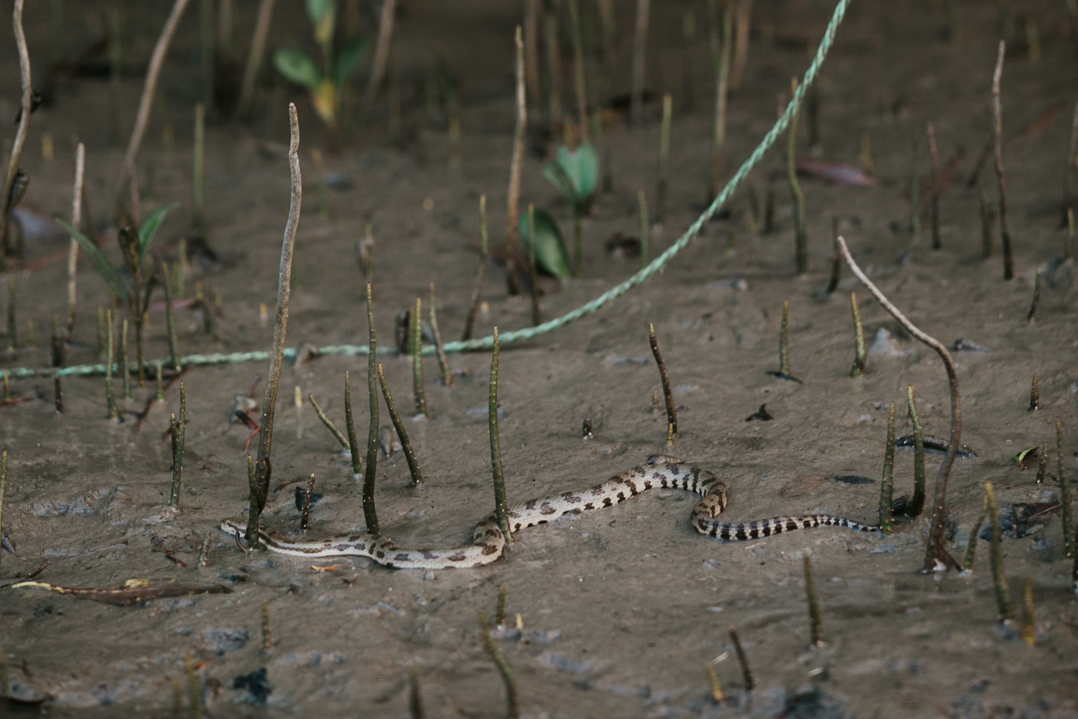 Snake navigating wet mangrove