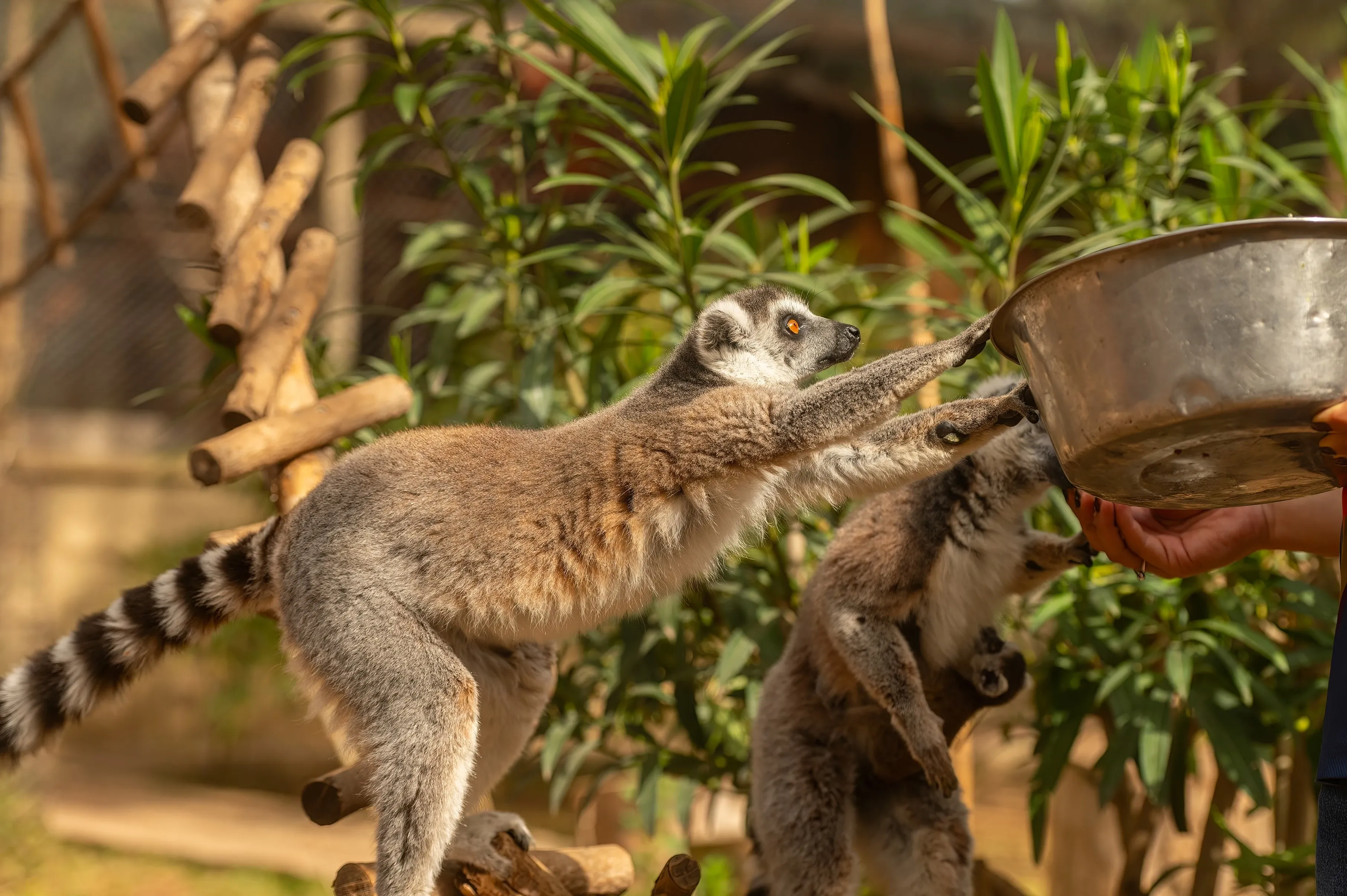 Lemur feeding
