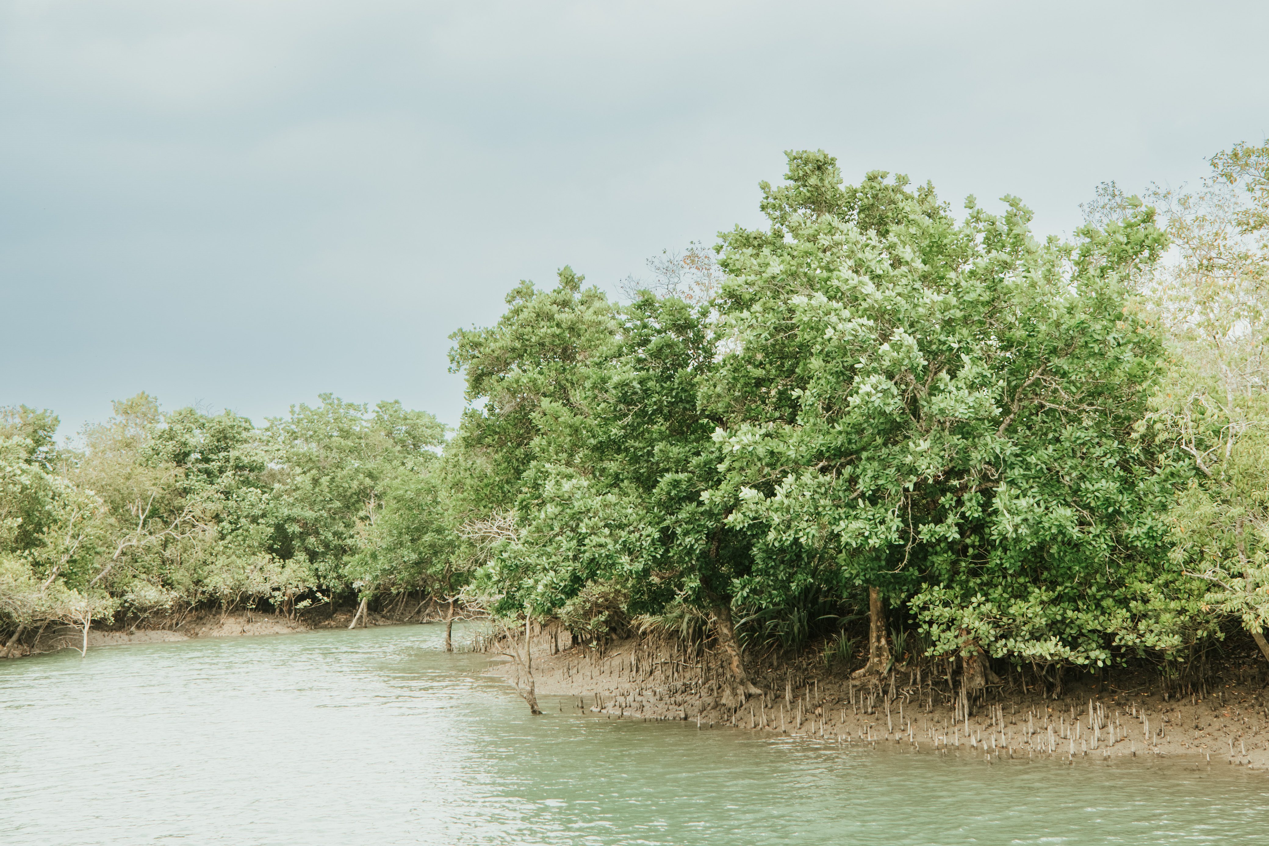 Sundarbans mangroves in the distance