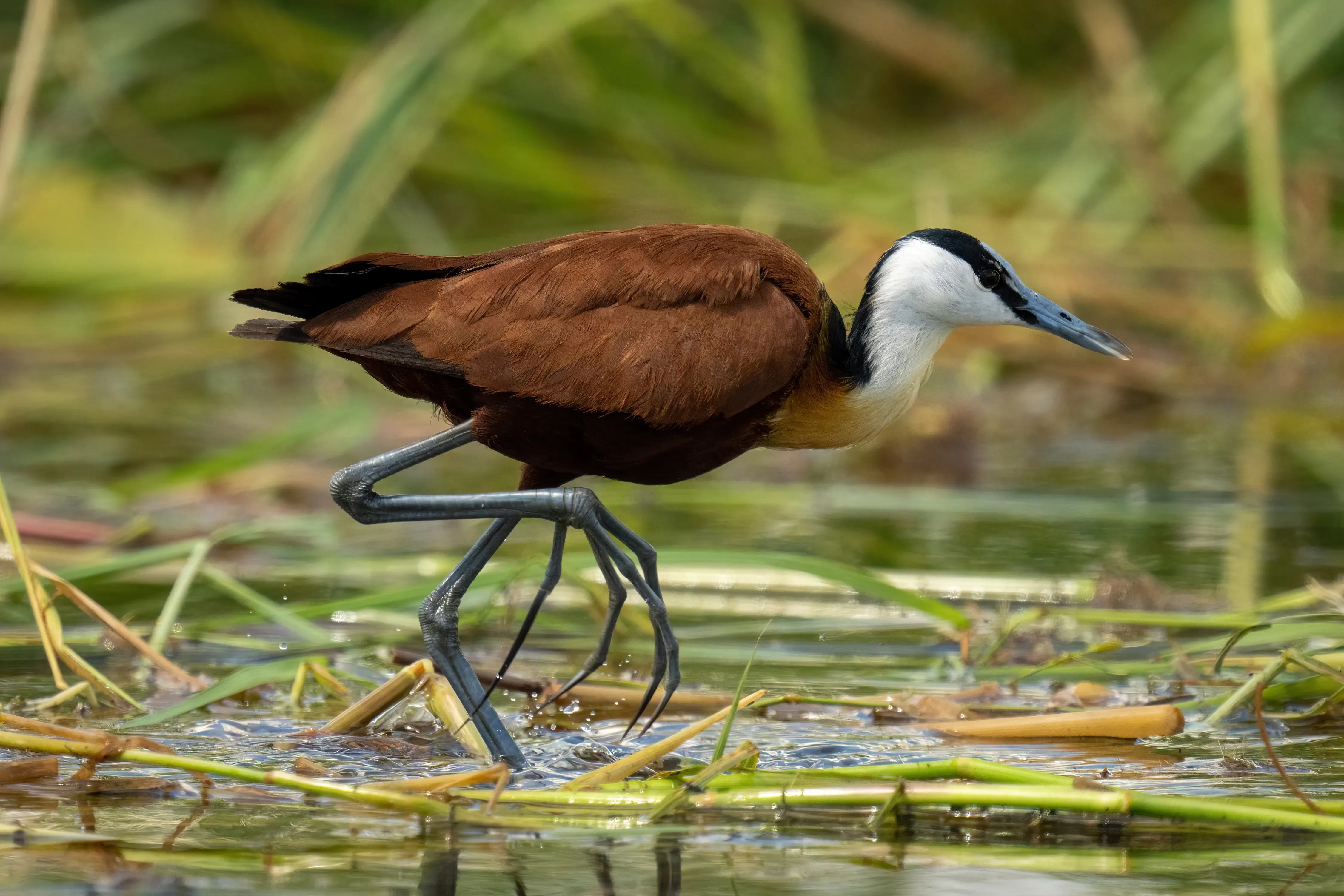 Jacana großer Fuß