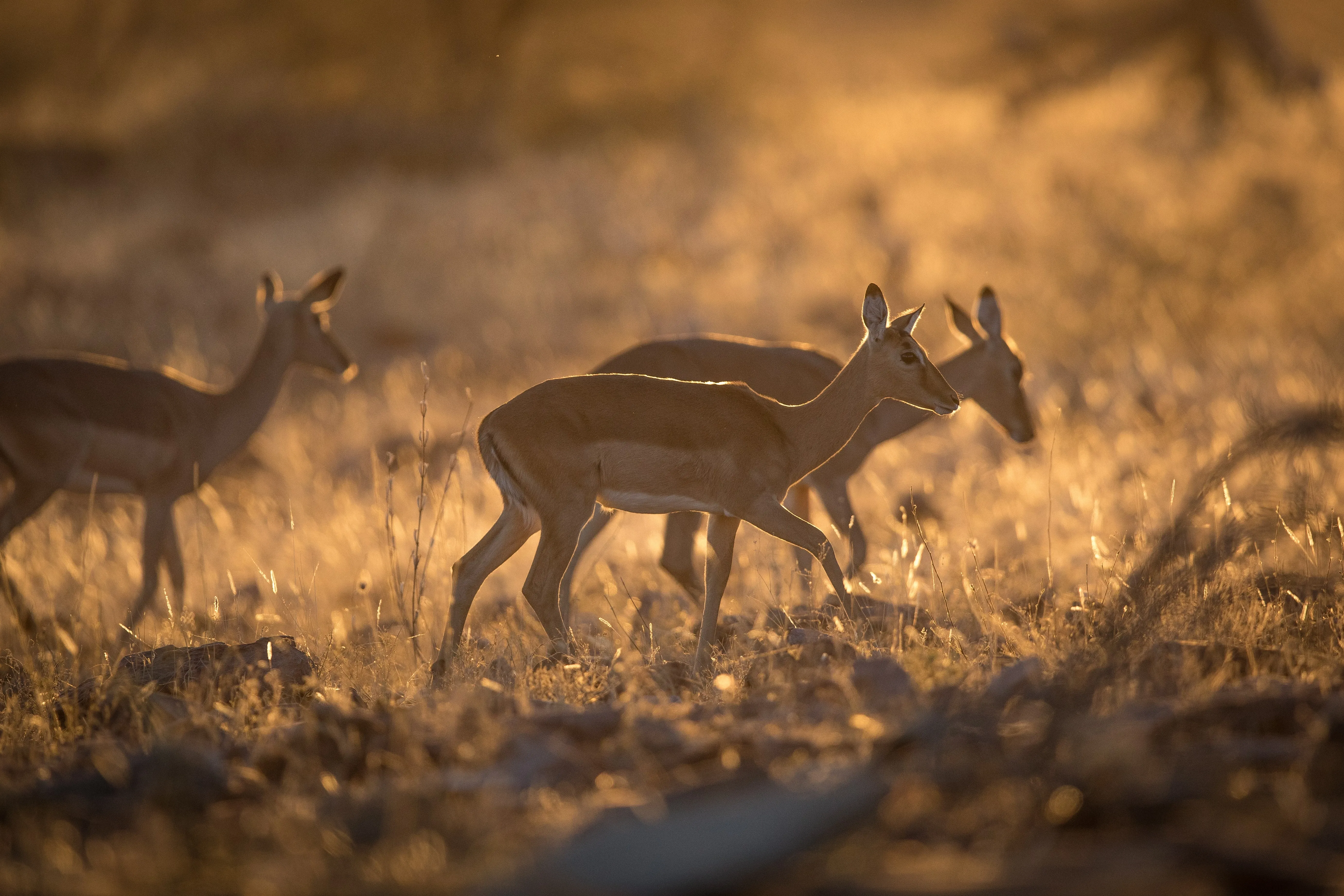 Professional Field Guide, Southern Africa