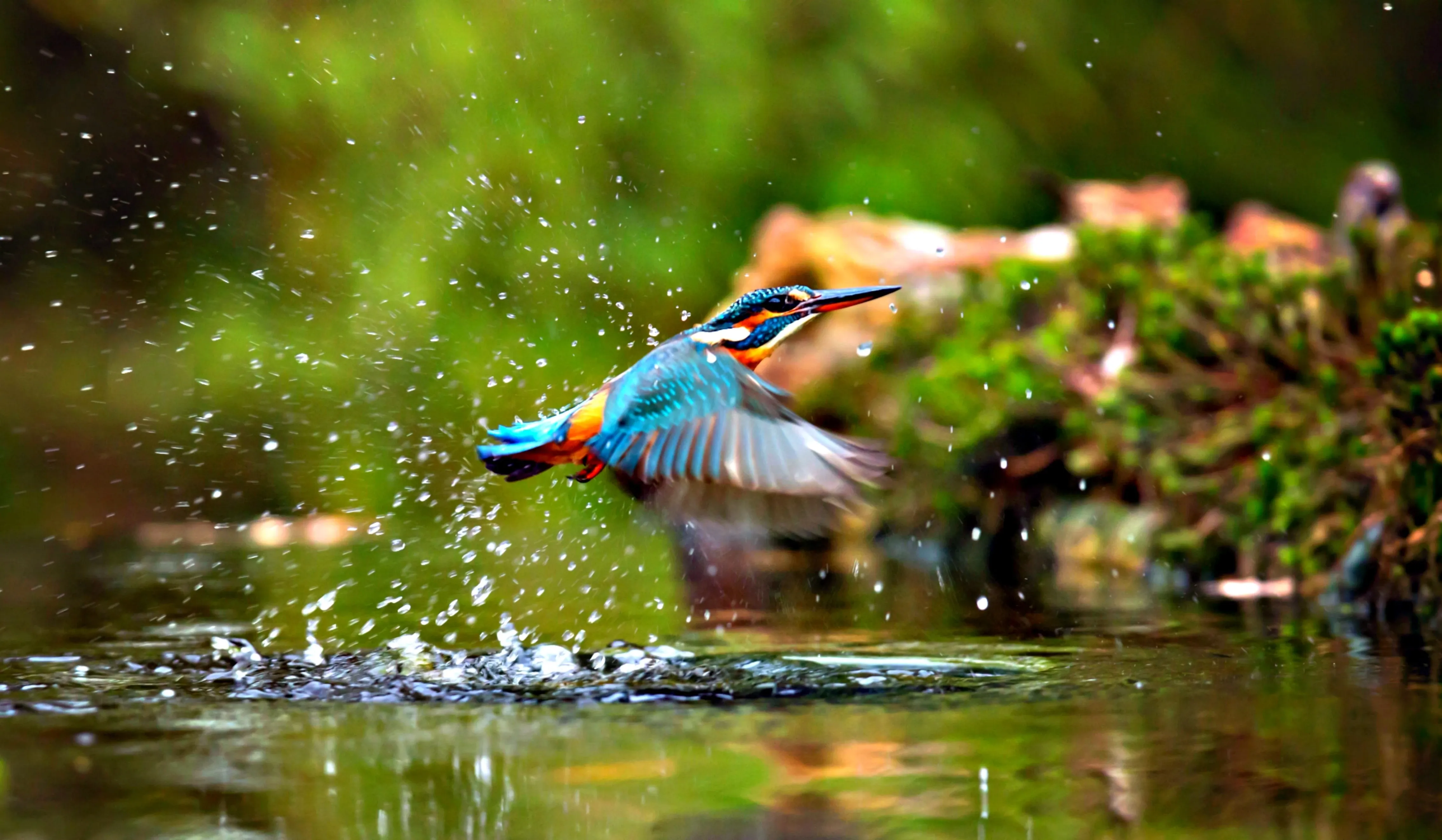 Kingfisher
