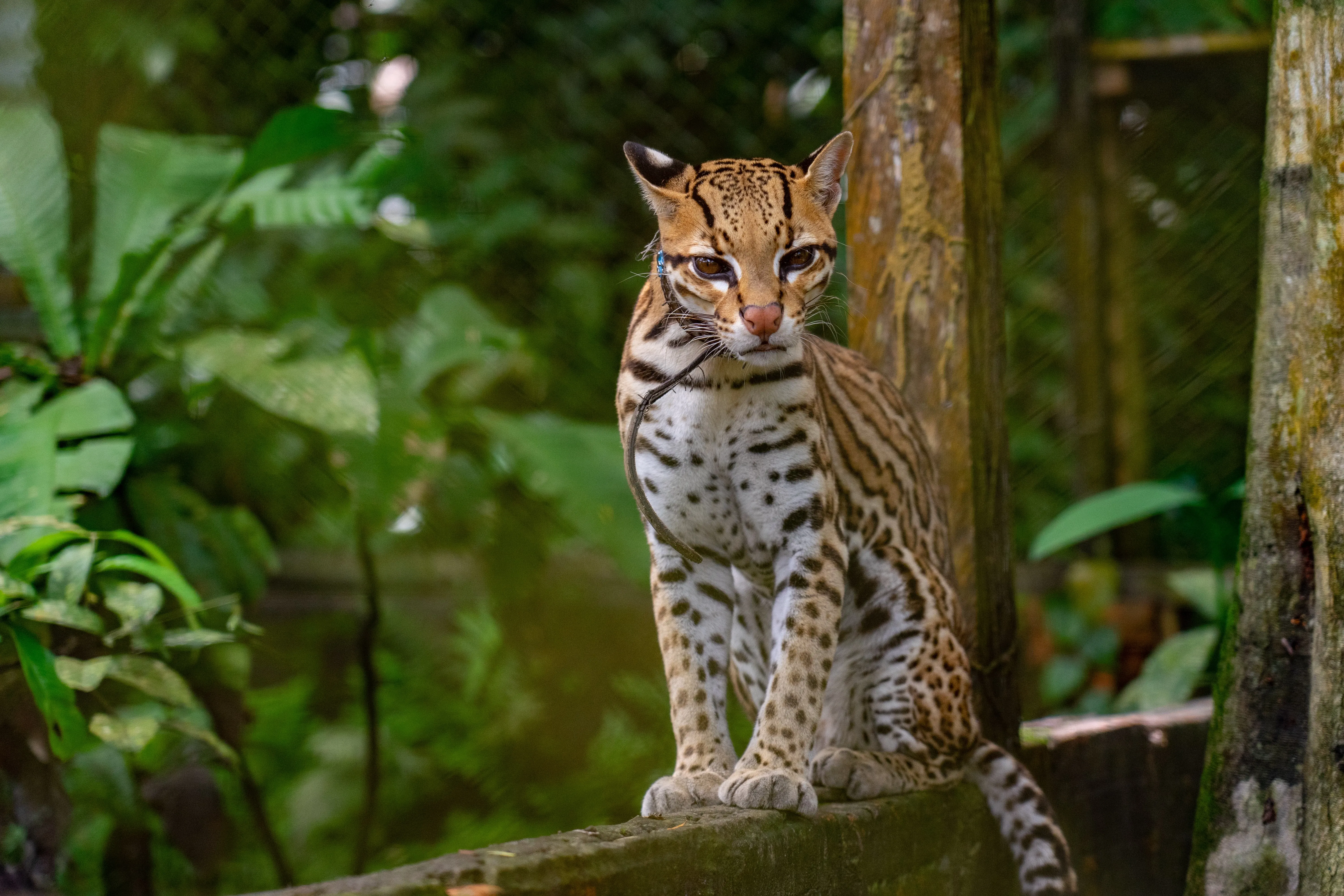 Ozelot auf einem Geländer