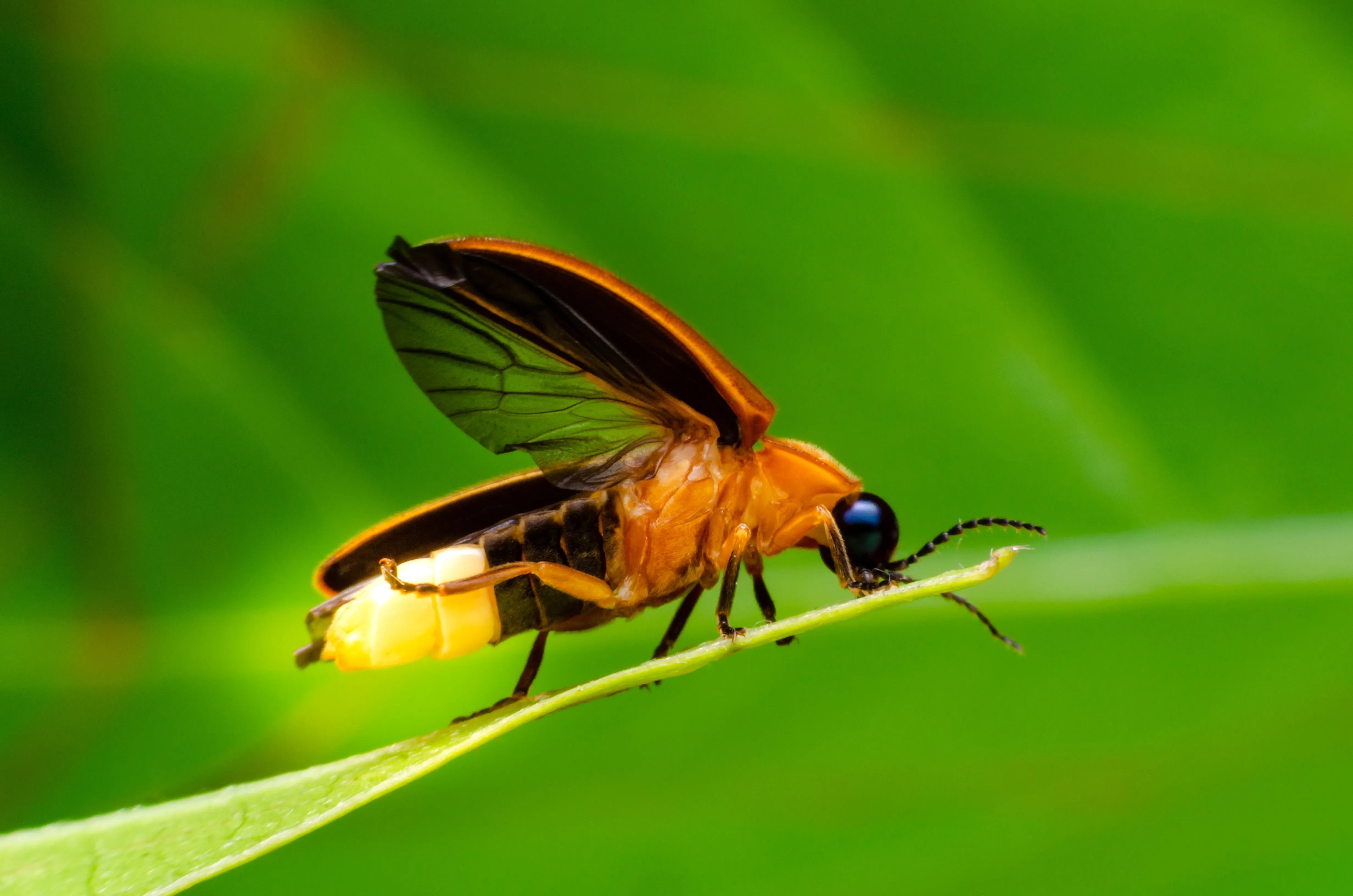 glowing firefly