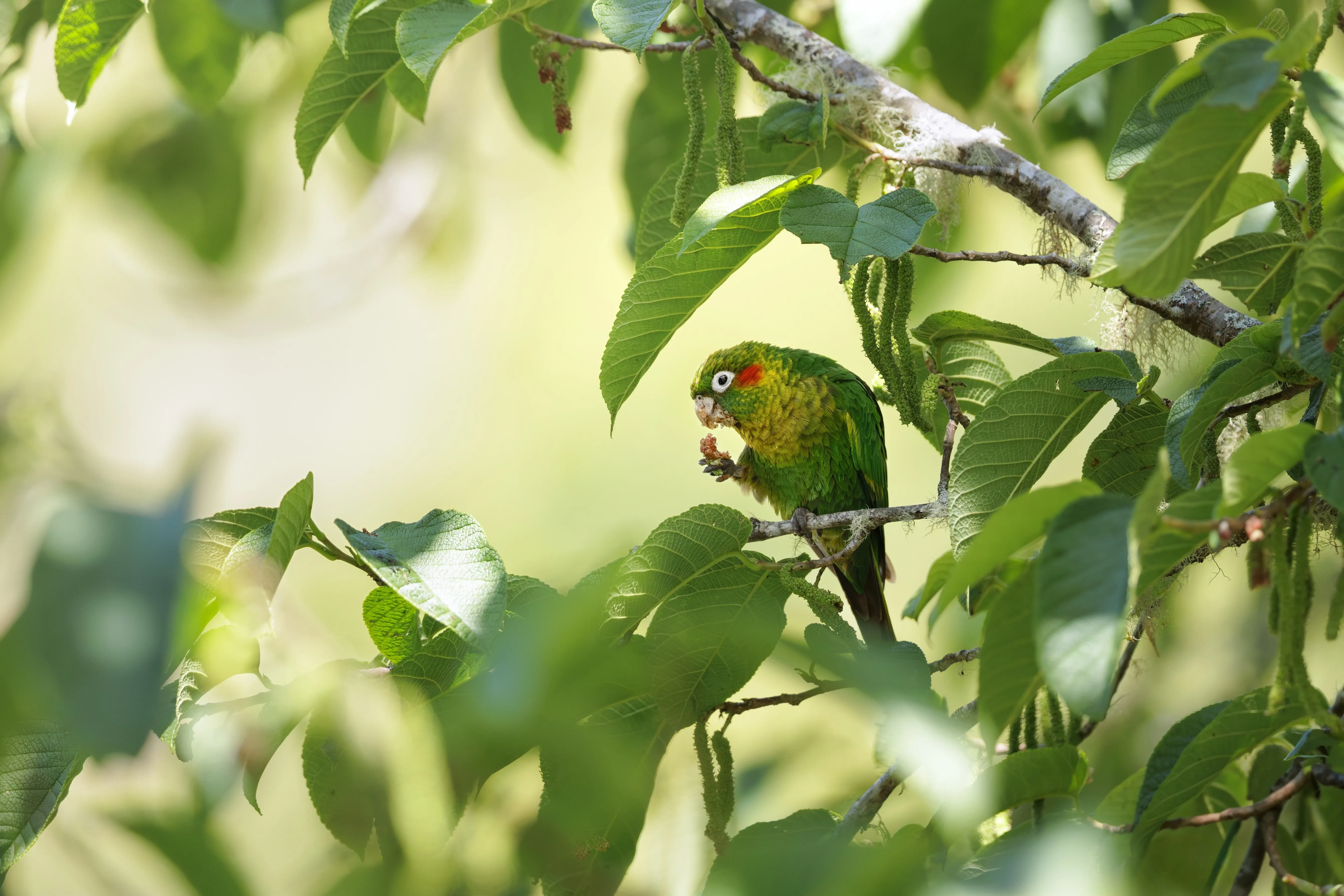 Parakeet