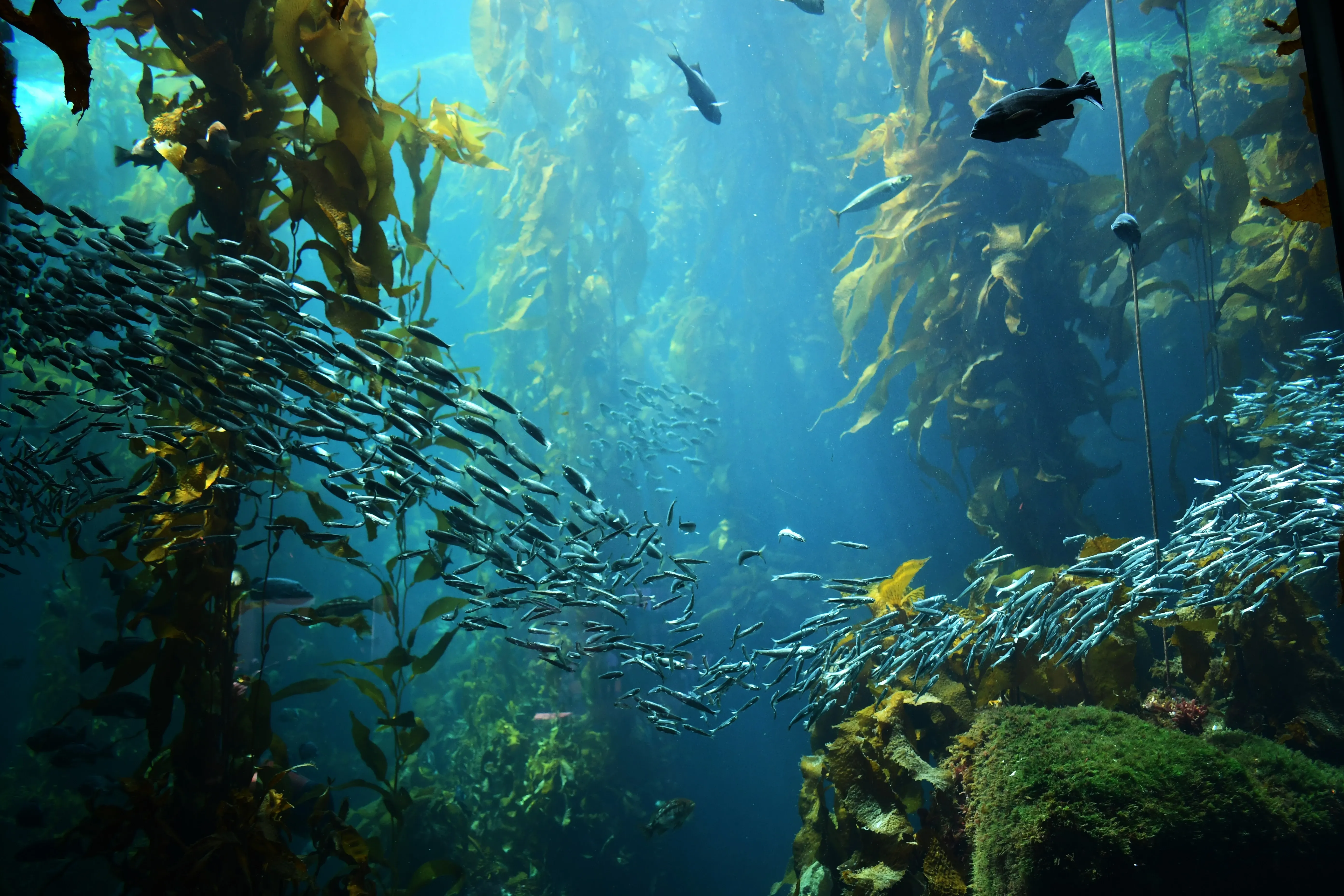 kelp forest