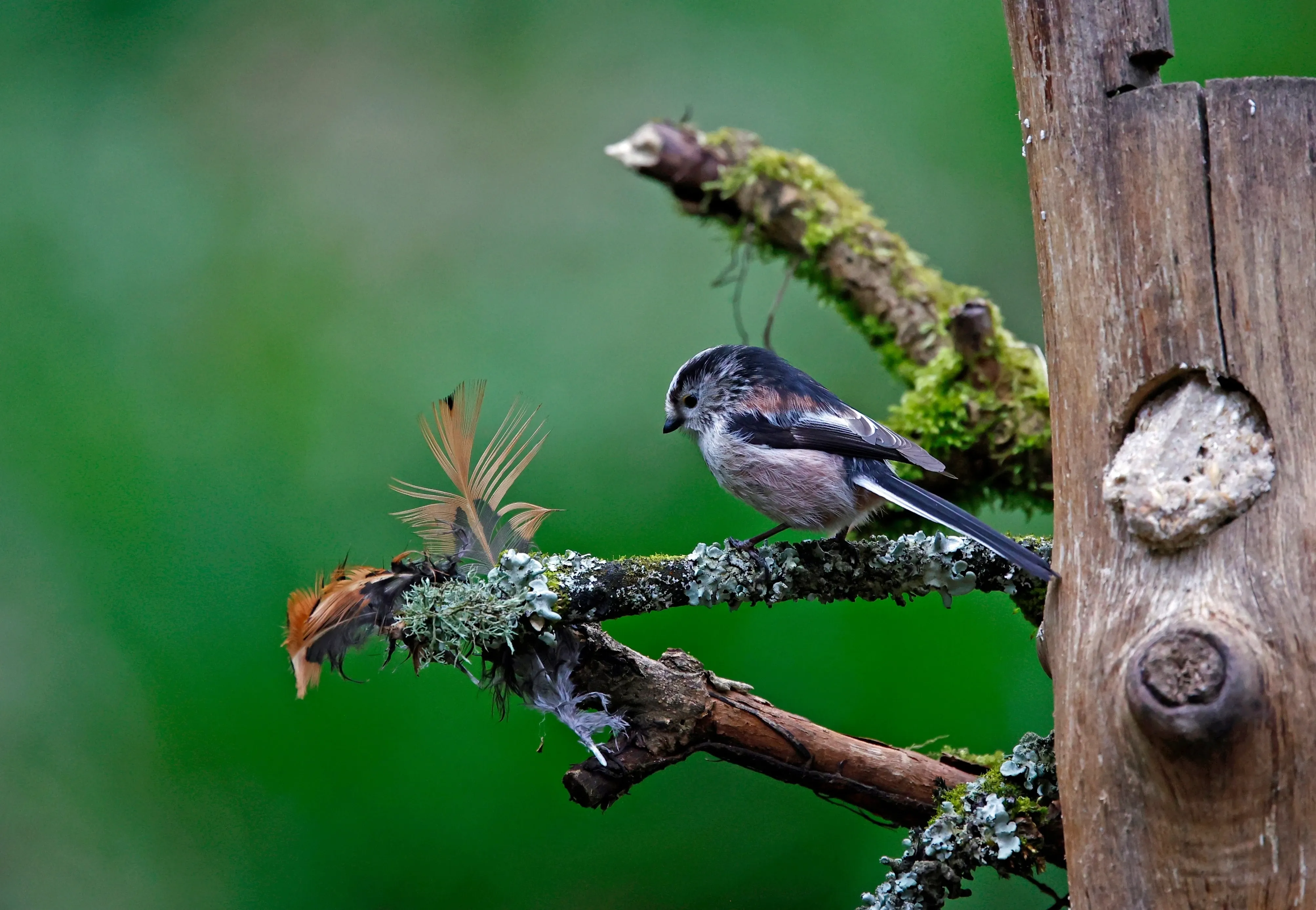 small bird in tree