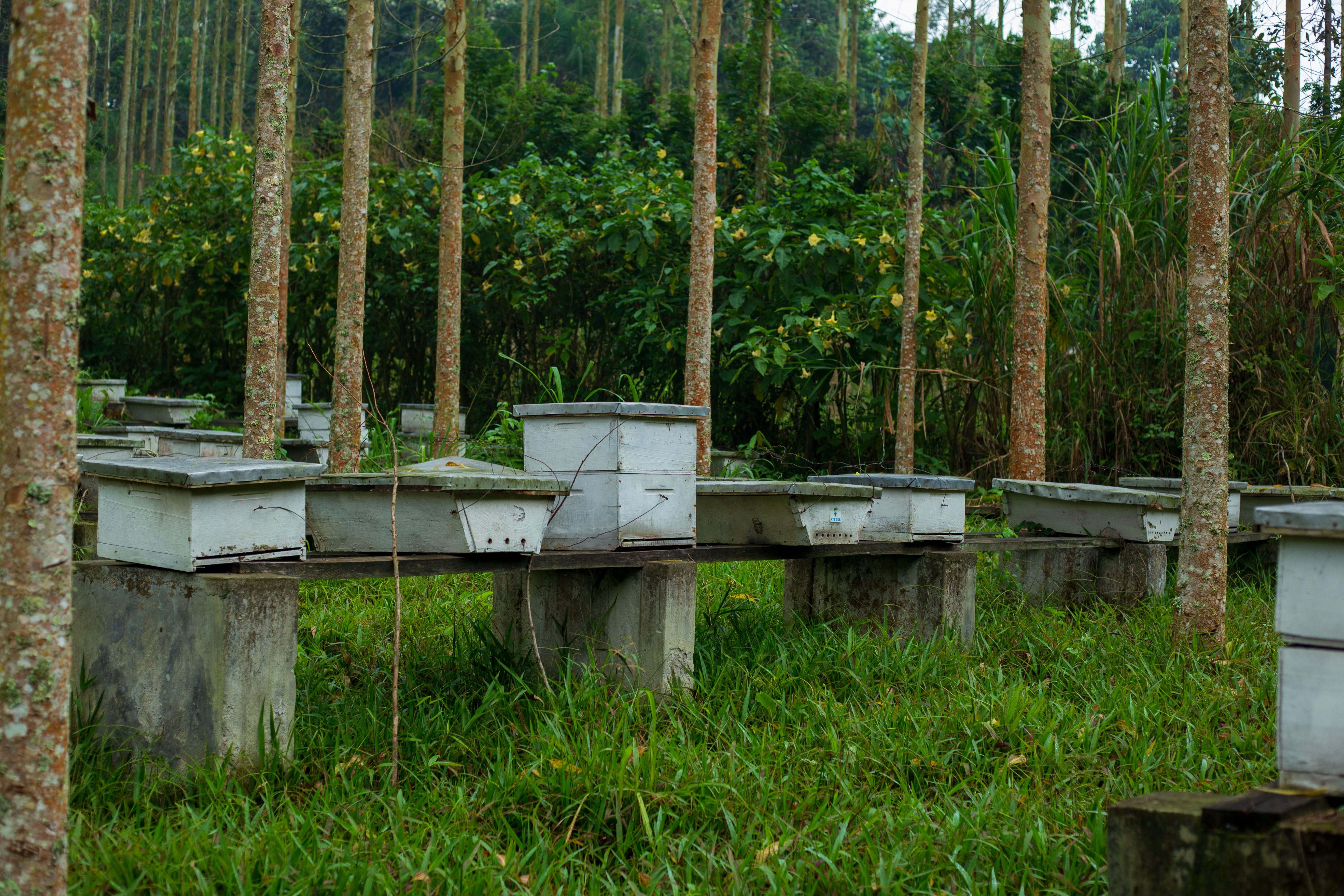 beehive fenceline