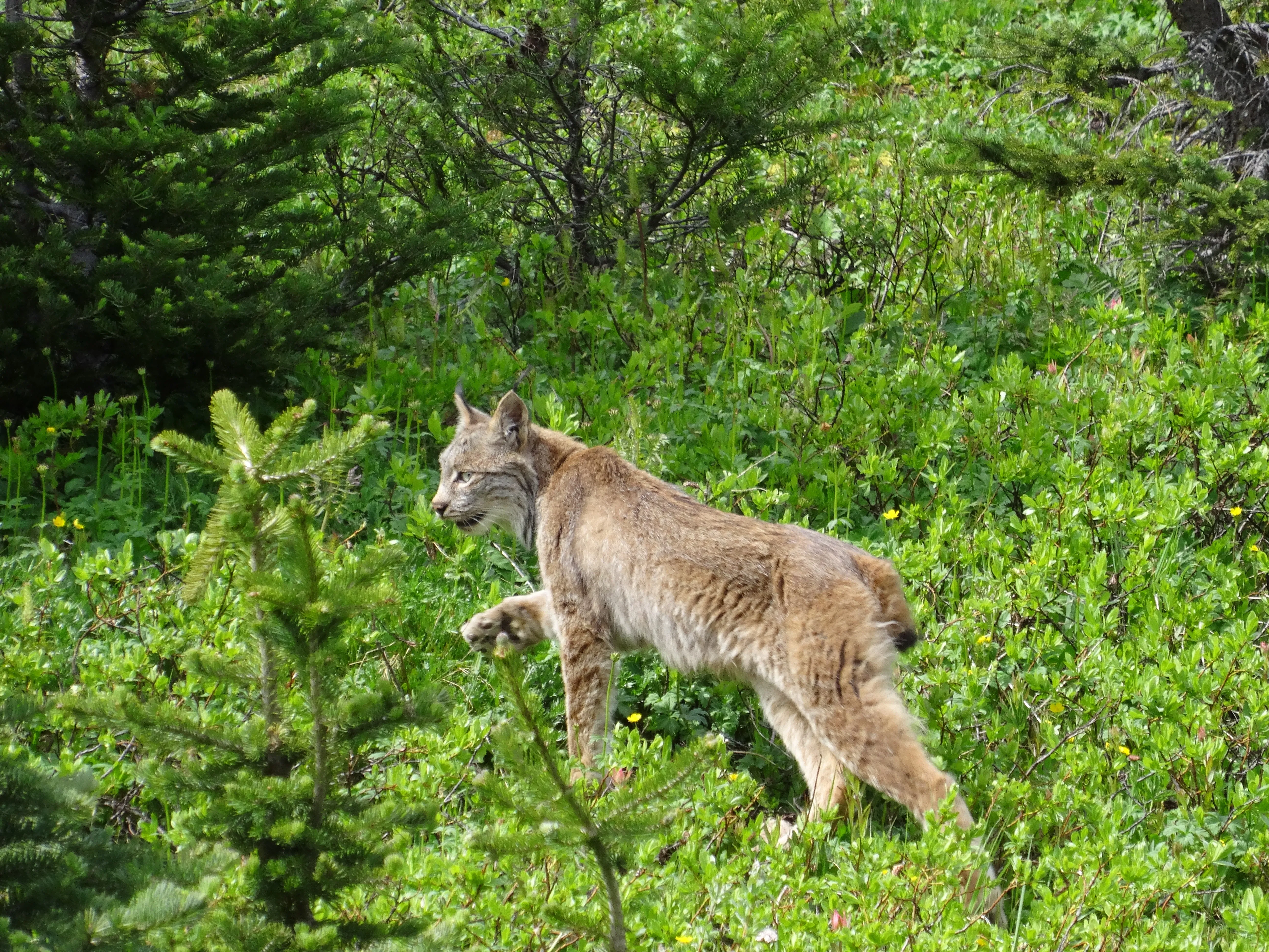 lynx sighting