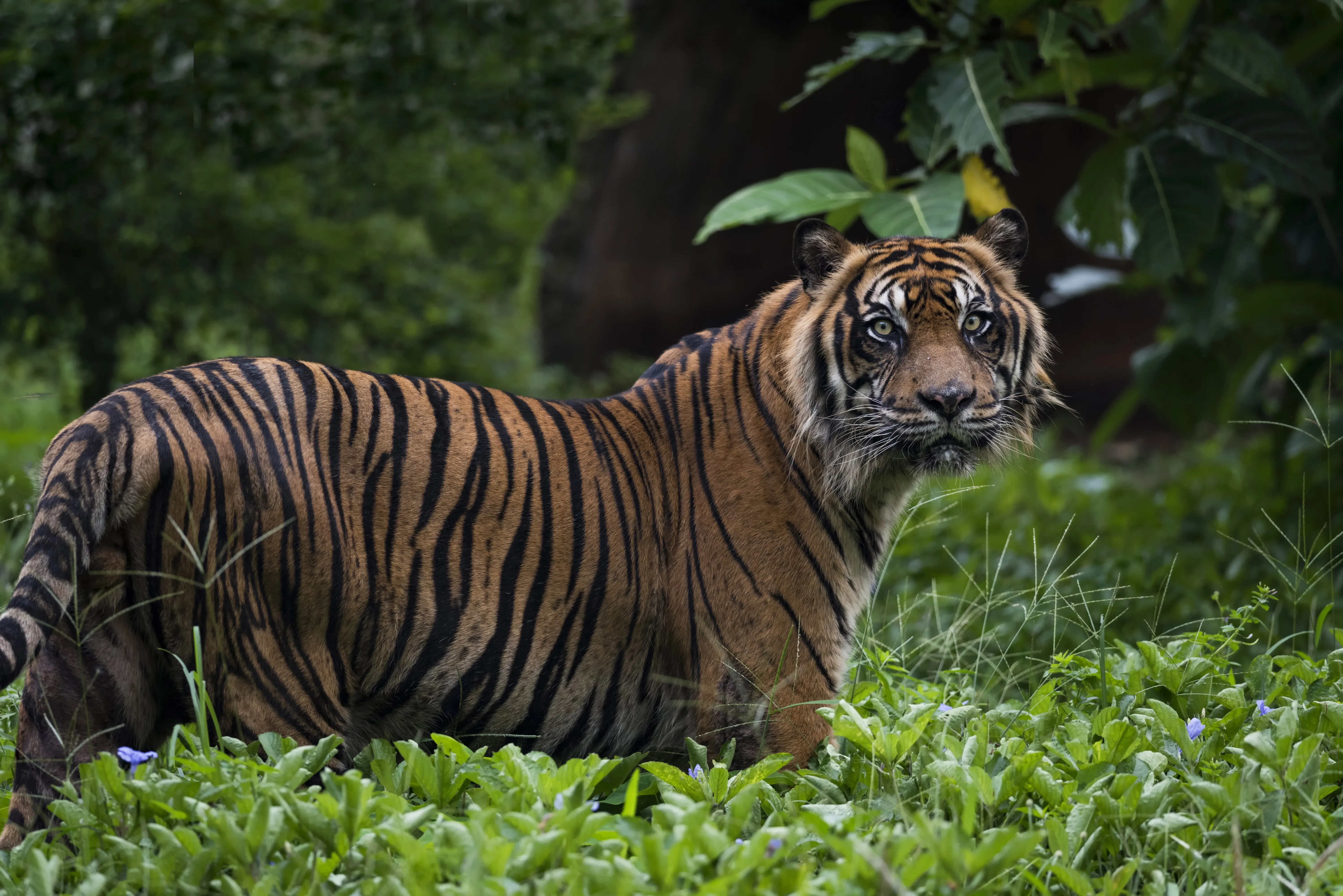 Sumatra Tiger in Borneo