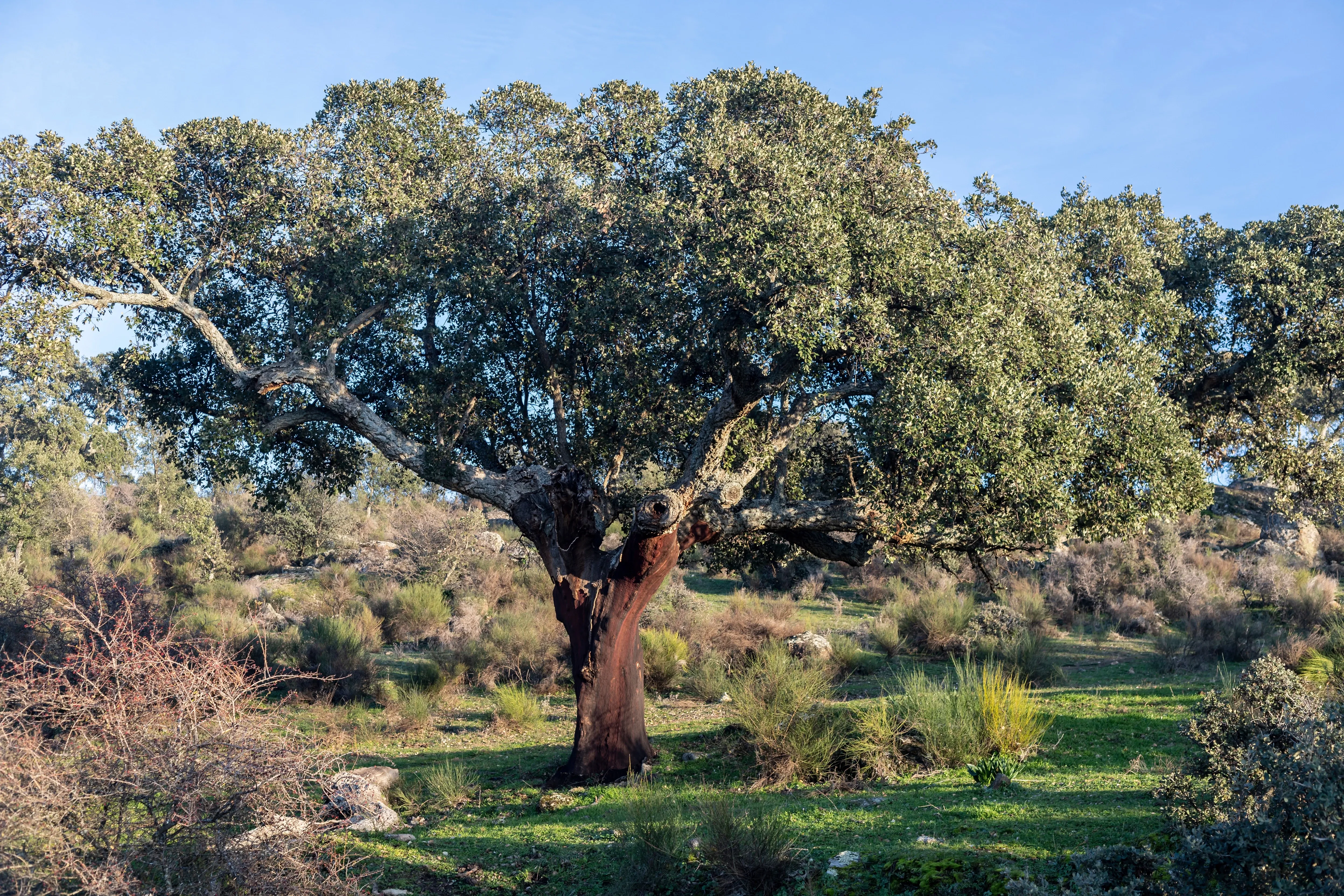 Eichenbaum in Blüte